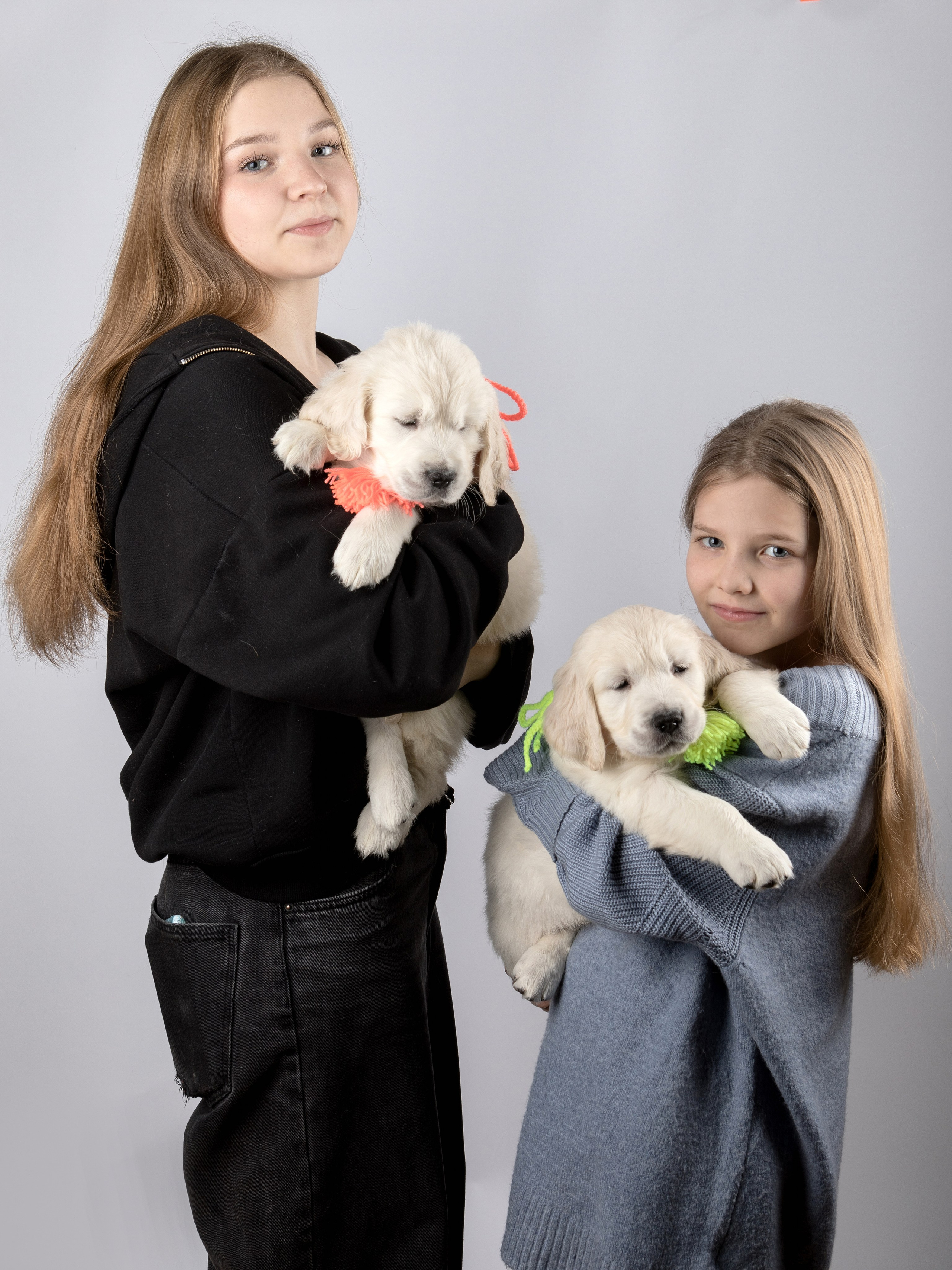 Голден Ретривер. Предметный и семейный фотограф в Санкт-Петербурге Катерина Стеклова