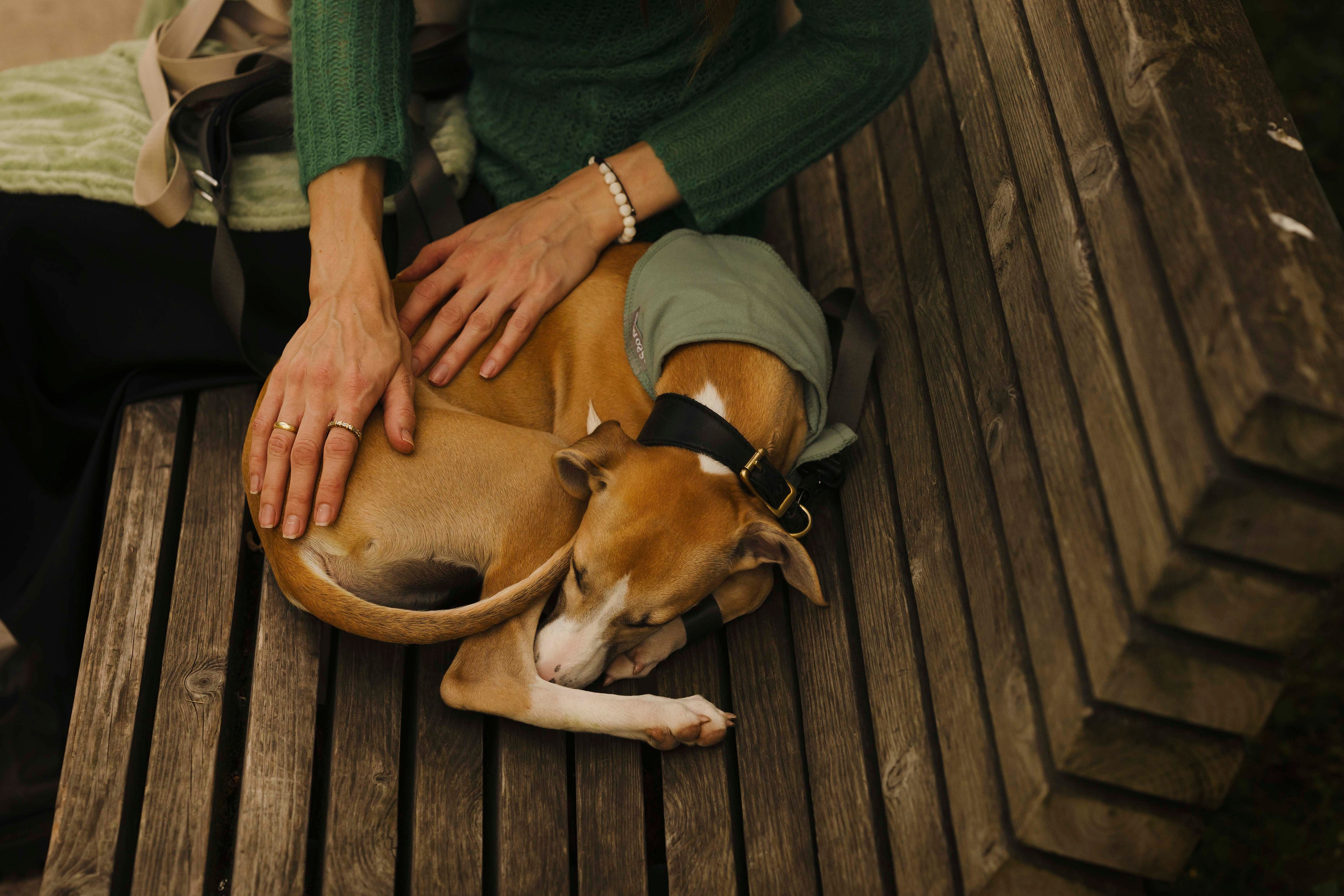 Нева и Персей. Фотограф- анималист Александра Матвеева