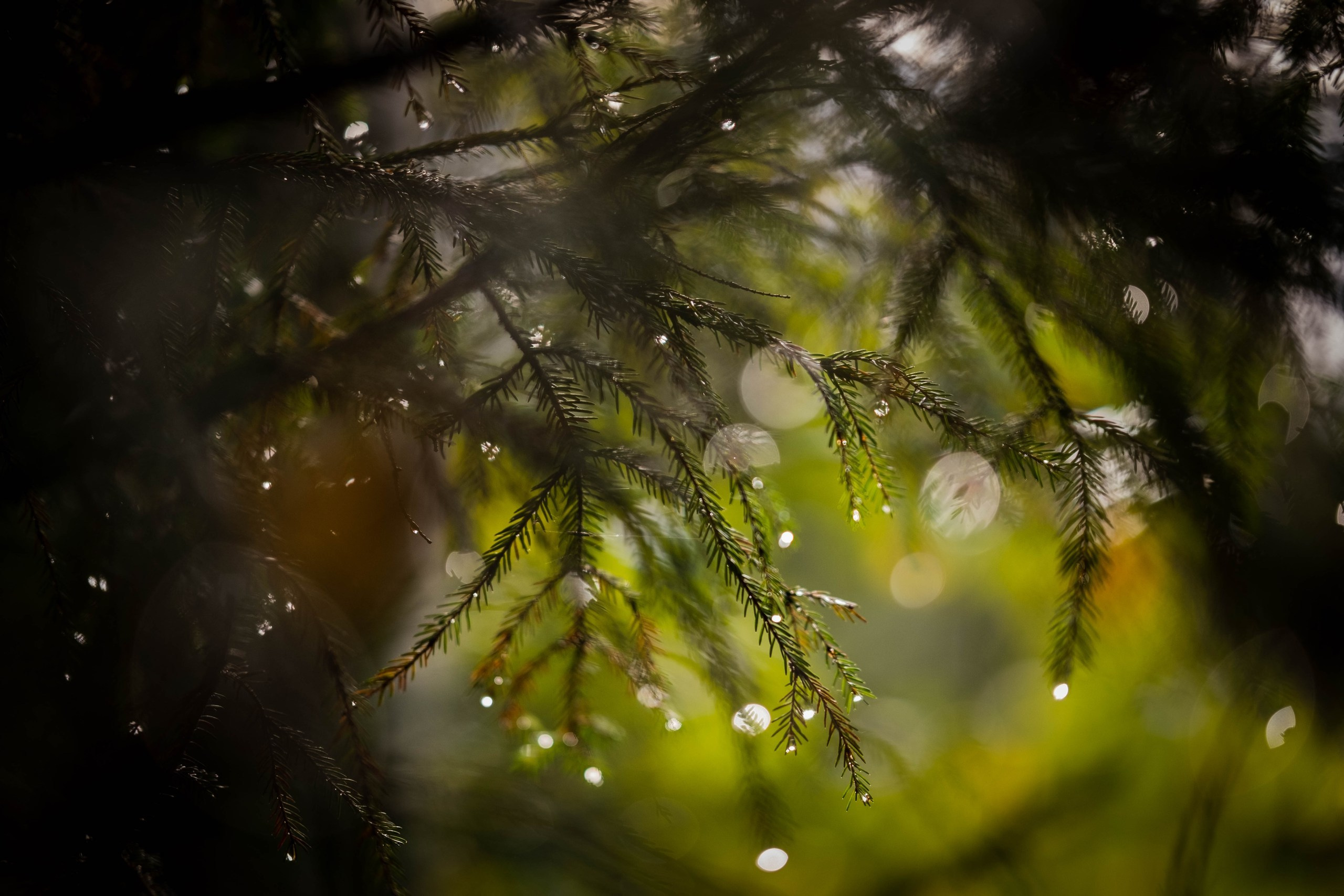 Чем дальше в лес. KRUTOVA_фотографирую жизнь