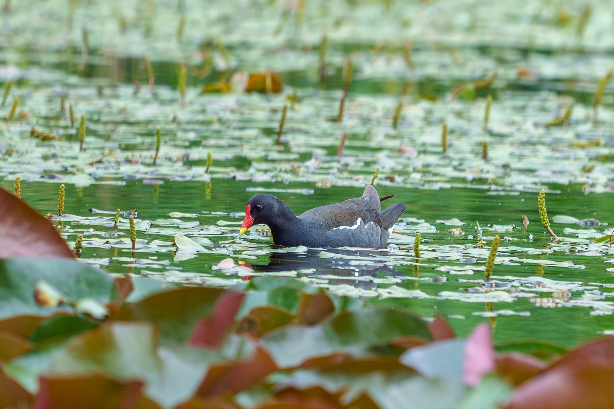 Удивительные мир птиц. Вокруг нас столько прекрасного — присмотритесь!. Ваш личный фотограф Марина Волкова