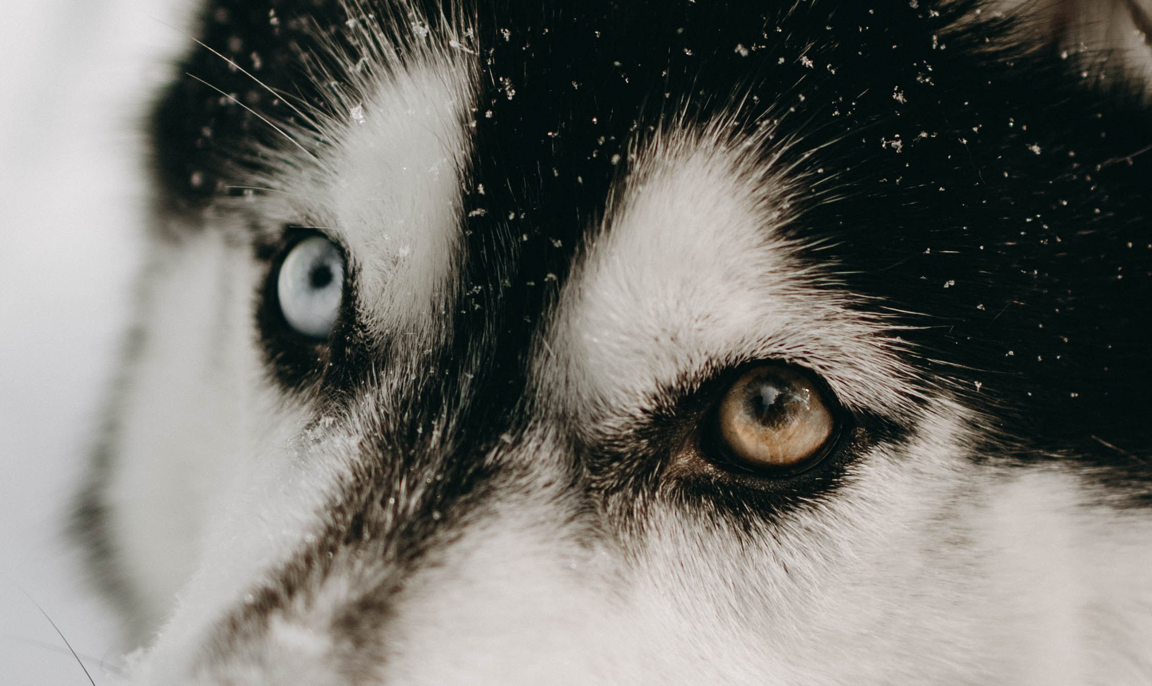 Анна и Вегас. Фотограф-анималист в Екатеринбурге | Кристина