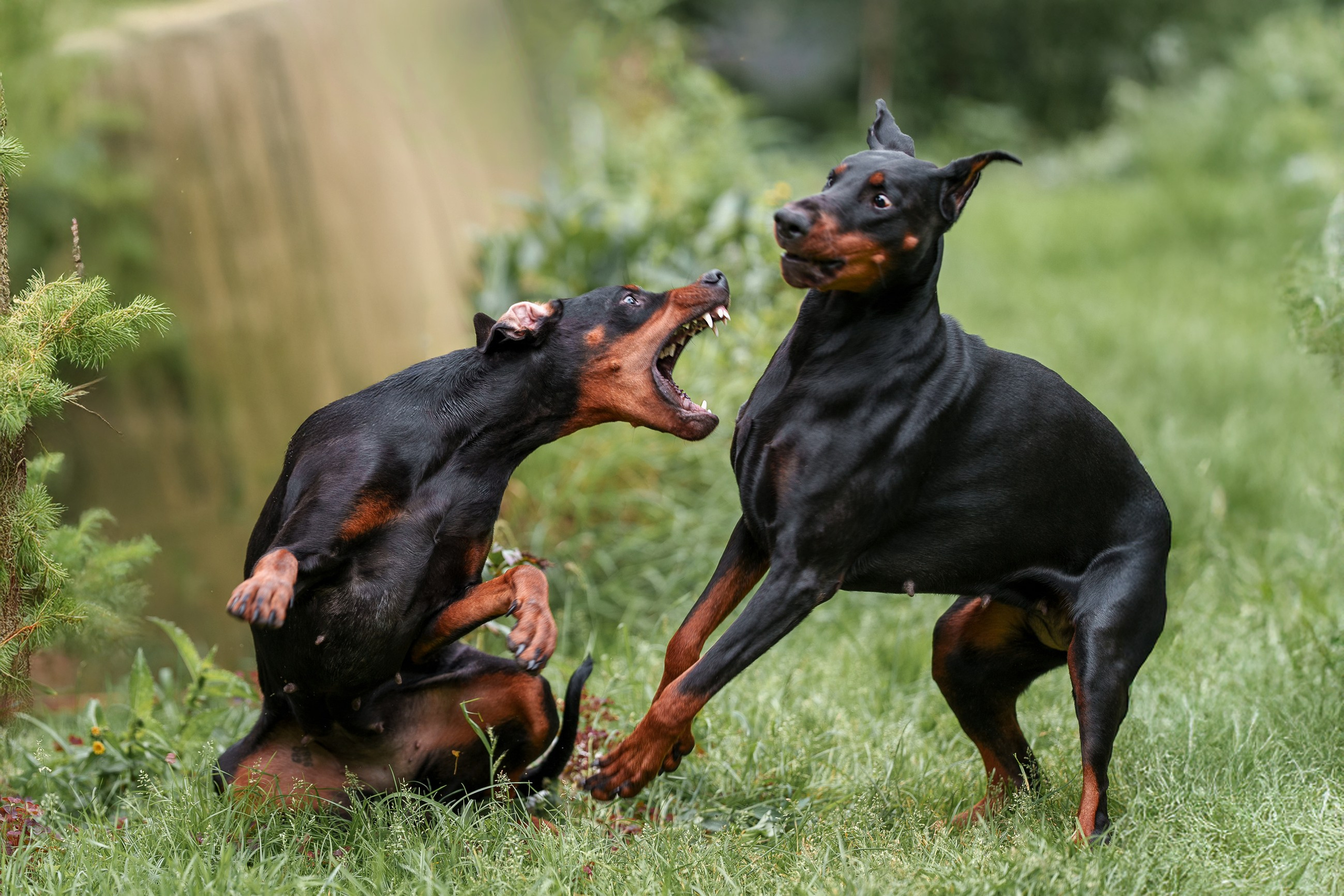 Мика и Фанта. Фотограф анималист Ольга Луканенкова в Москве