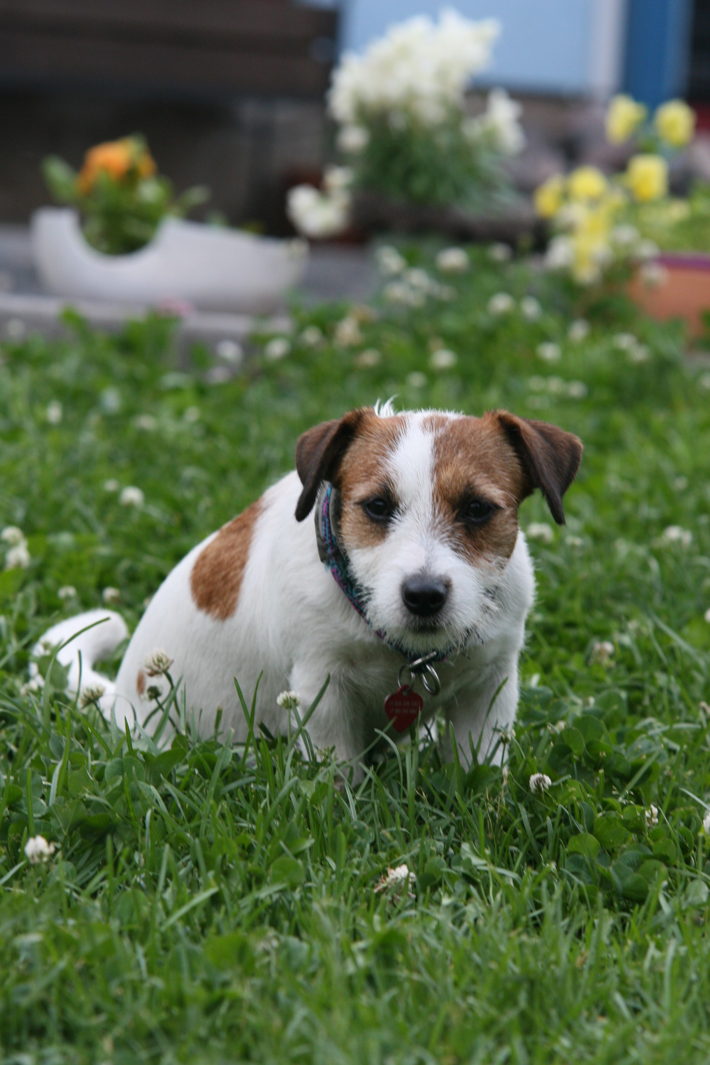 Рига 2011. Lovely-Orange питомник джек рассел терьеров