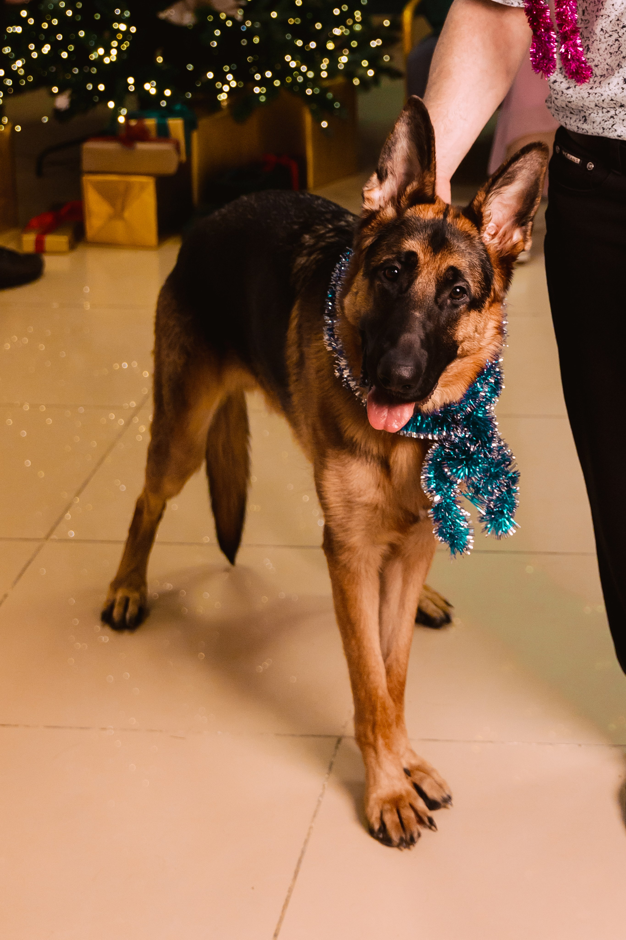 Семейный портрет. Новый год. Фотограф во Владивостоке. Юрганова Анна