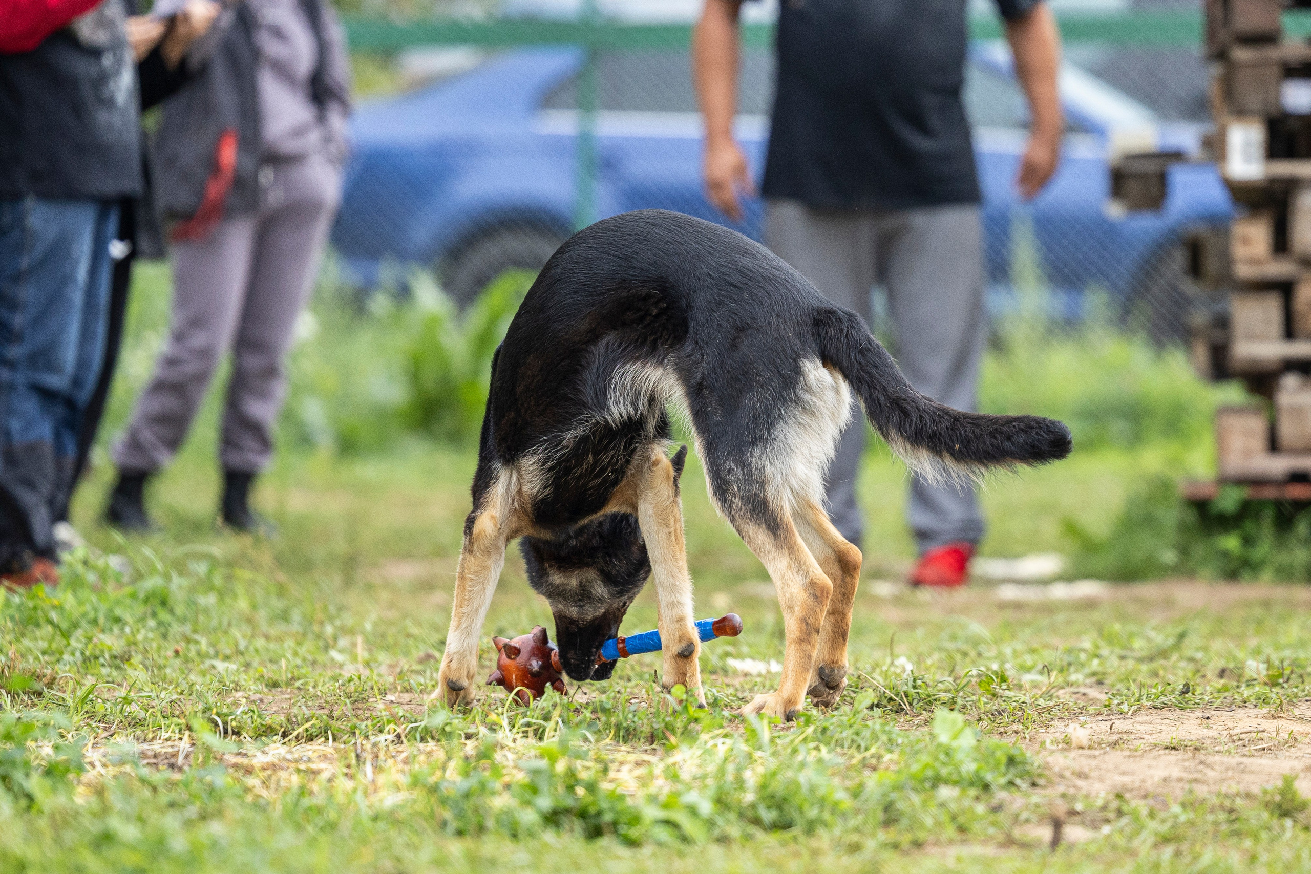 Соревнования по Мондьорингу г. Вологда 10-11.08.2024. Фотограф-анималист Анна Маринич