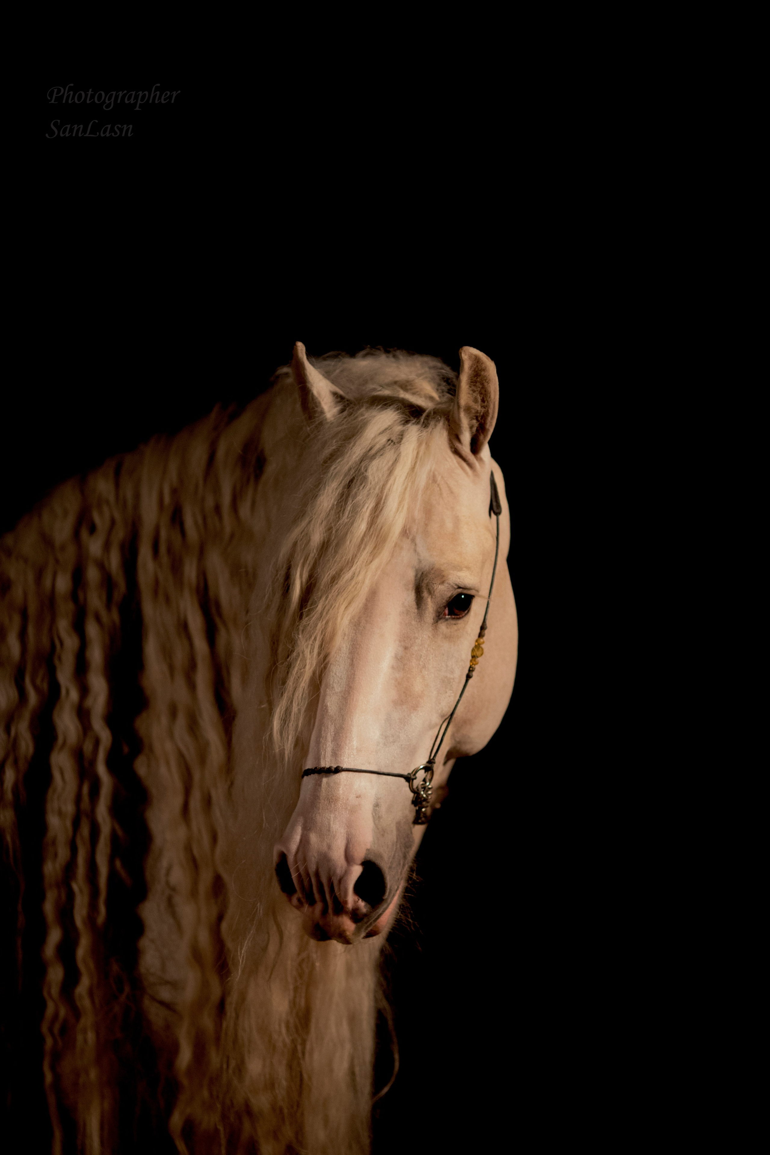 Животные. Фотограф в Москве и в Московской области Сандра