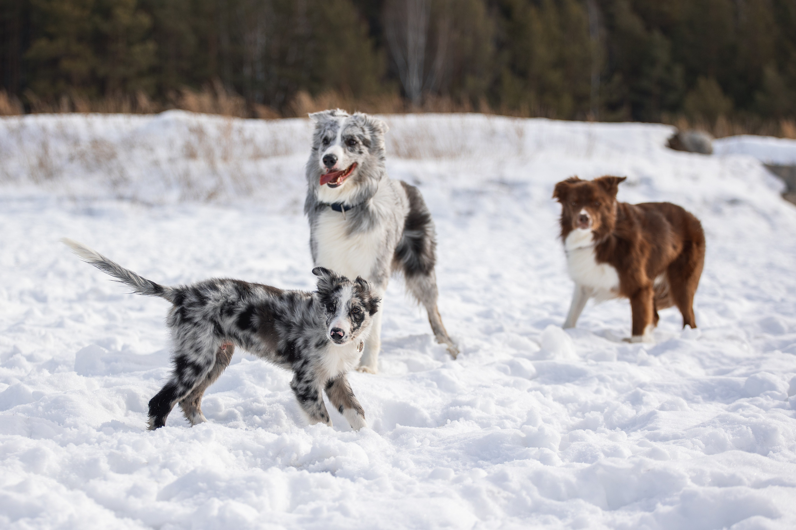 В погоне за снежком…. YULA KOLESOVA | Фотограф — Анималист | Художник | Тюмень