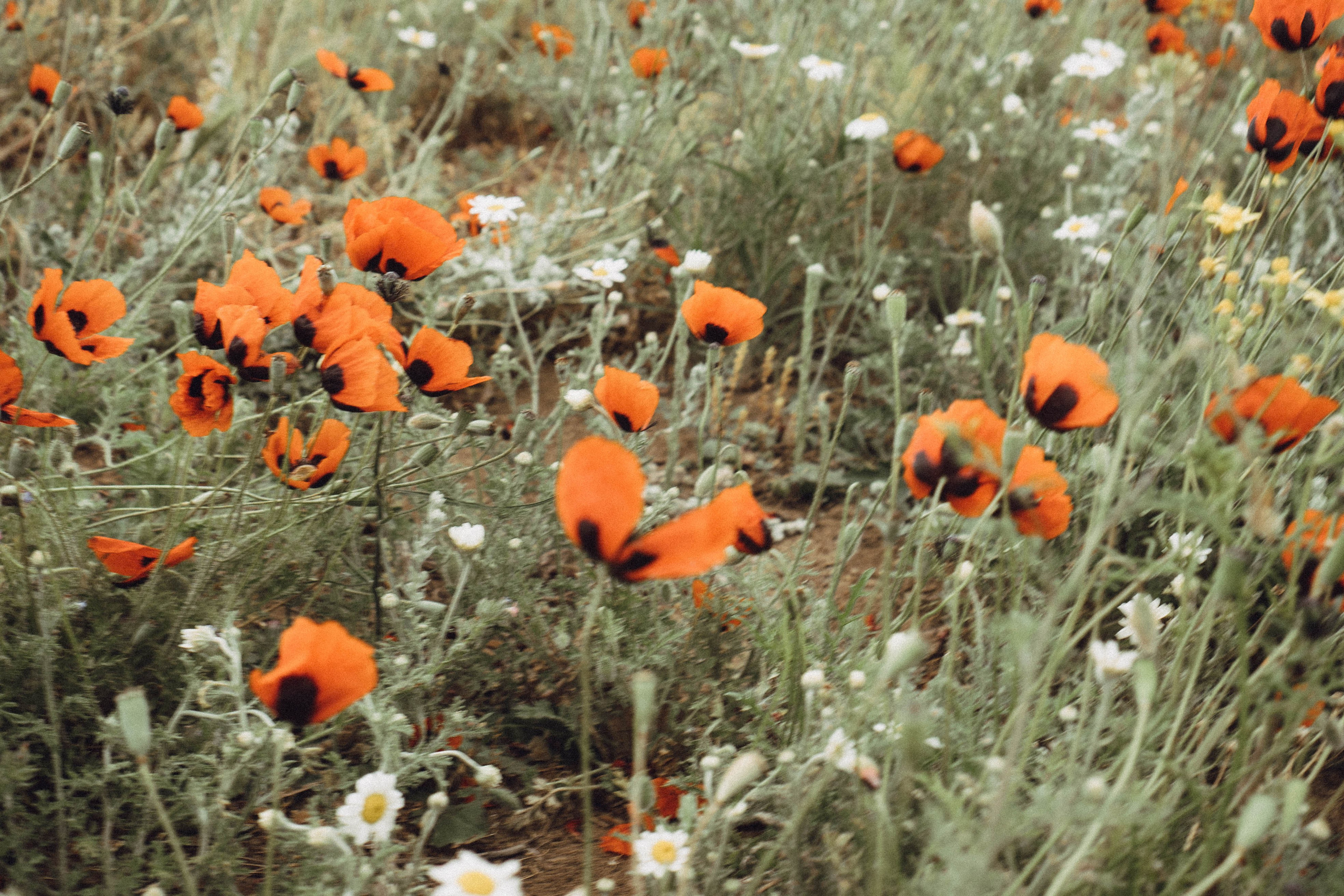 Кавказ. Профессиональный фотограф, Санкт-Петербург — Виктория Богомолова