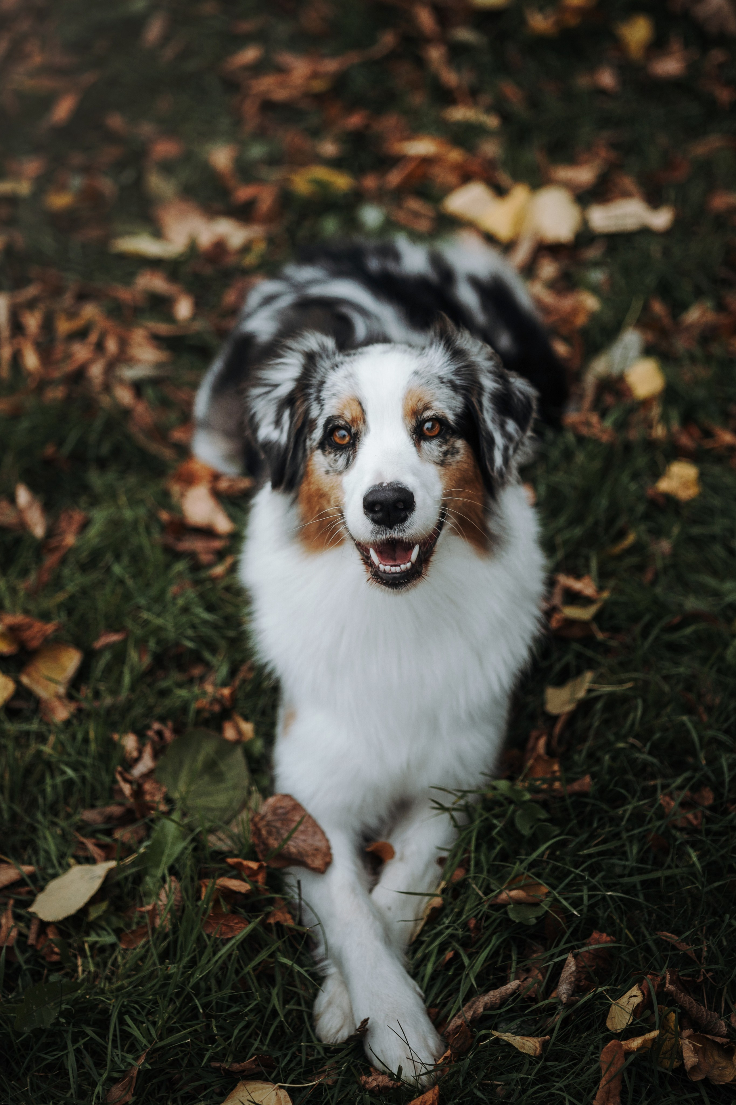 Ирина и Кайса. Фотограф — Анималист | Санкт-Петербург