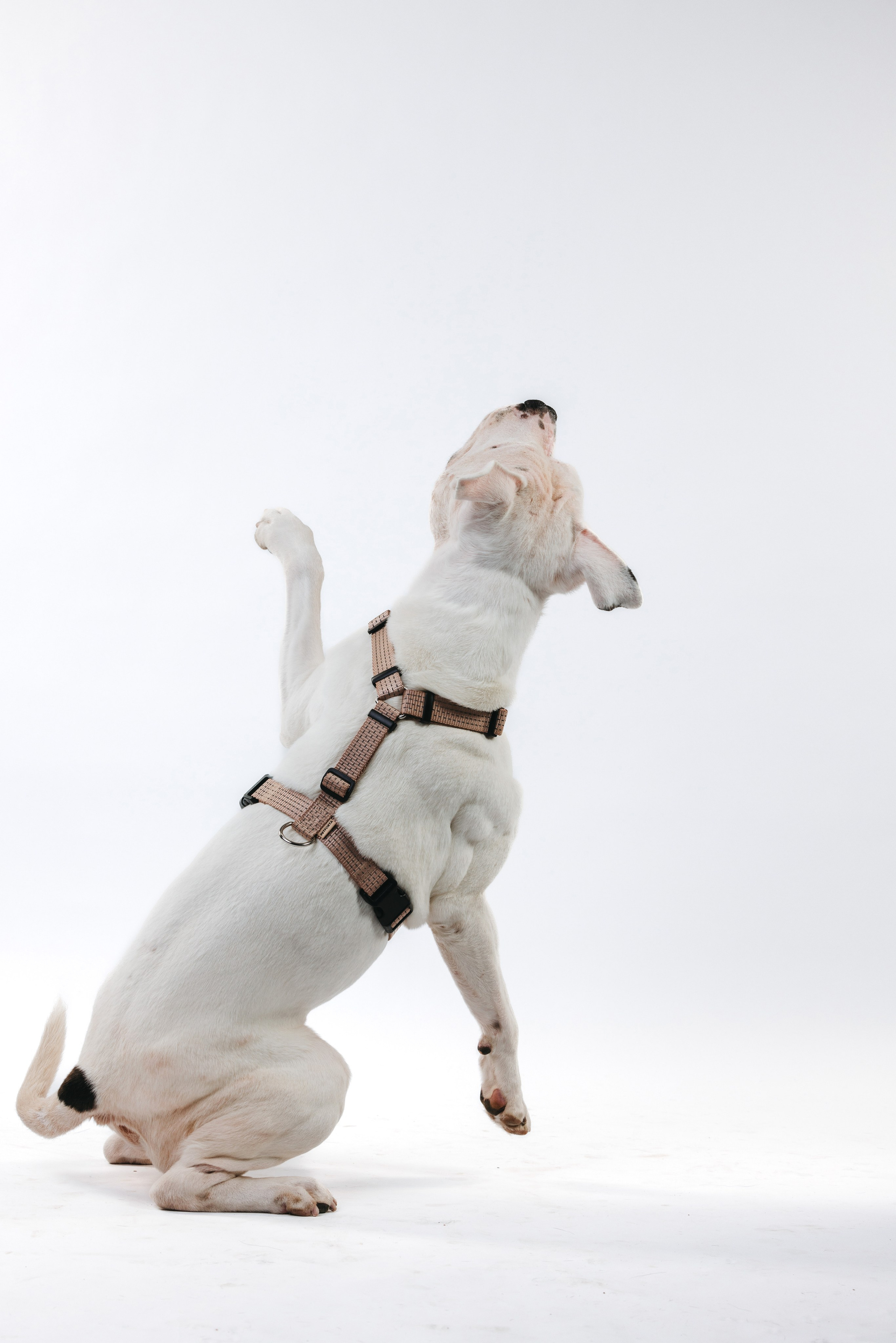 Шлейки Petforta. Фотограф анималист Осипчикова Мария