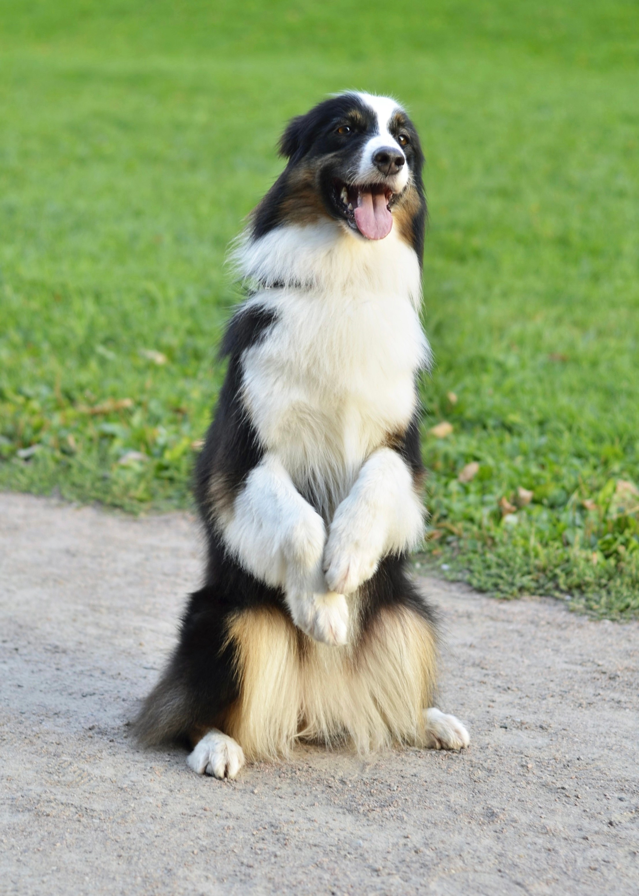 Прогулки с питомцами и без. Фотограф анималист