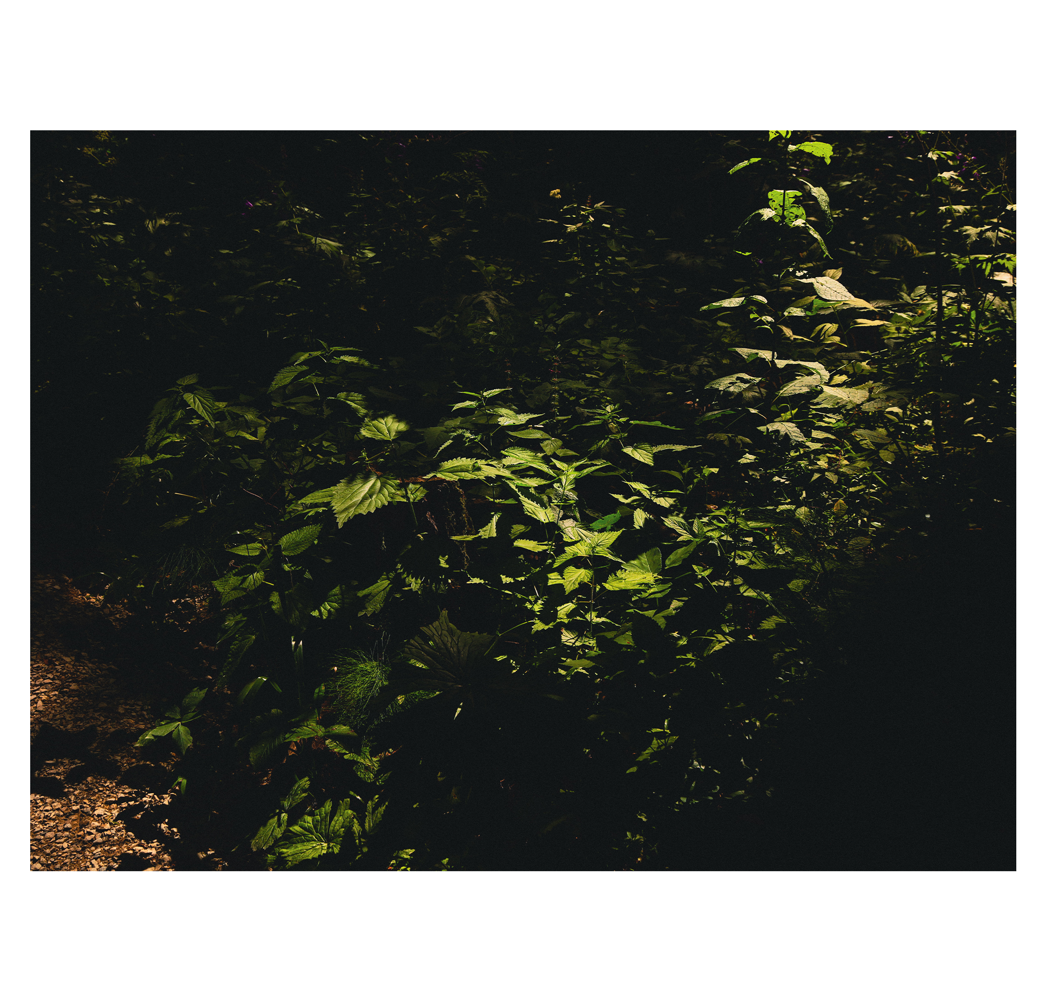 Summer hike. Фотограф/дизайнер в Екатеринбурге Хитрый Дмитрий