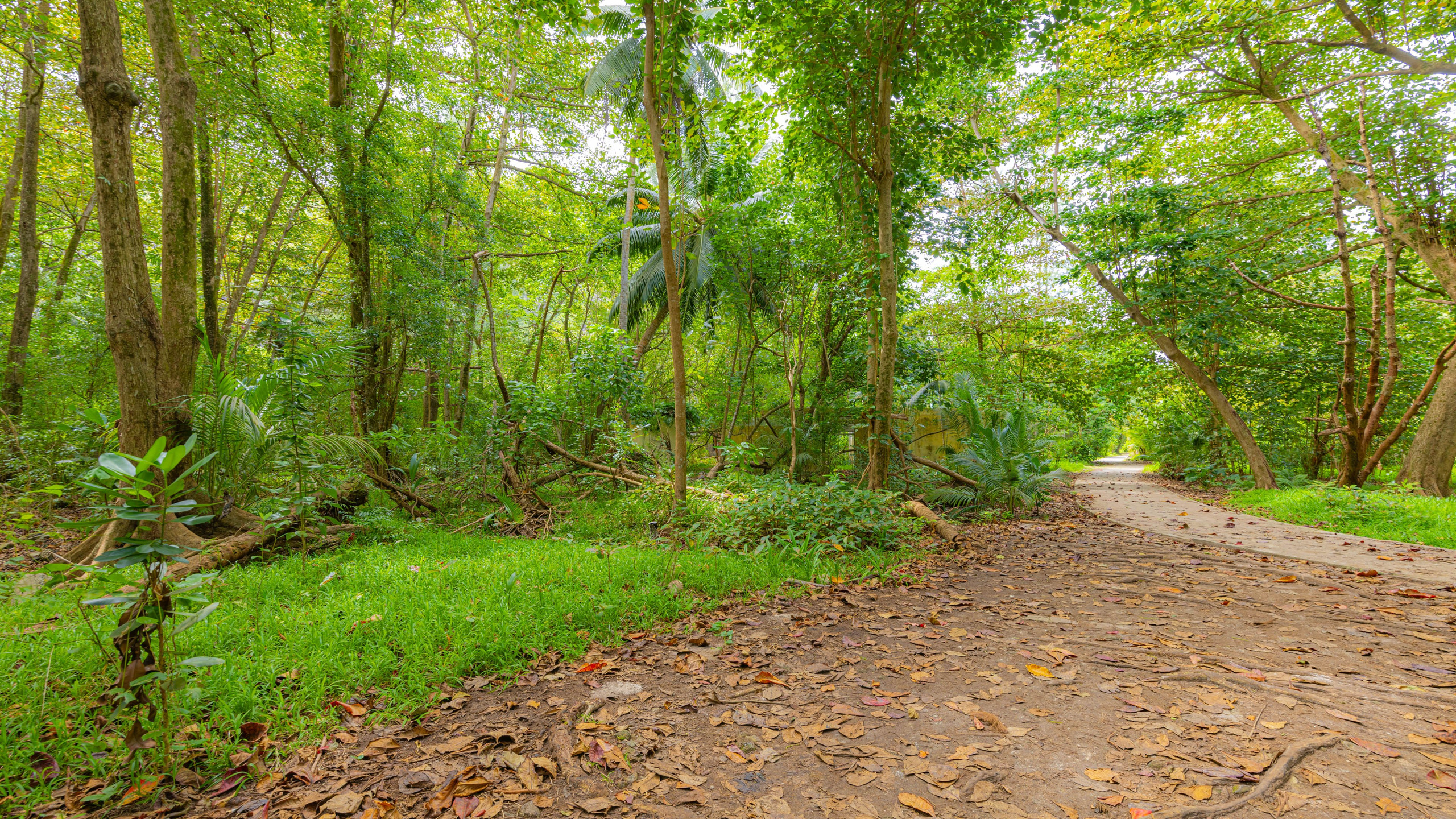 2025 07 Сейшелы (Маэ). Фотографии