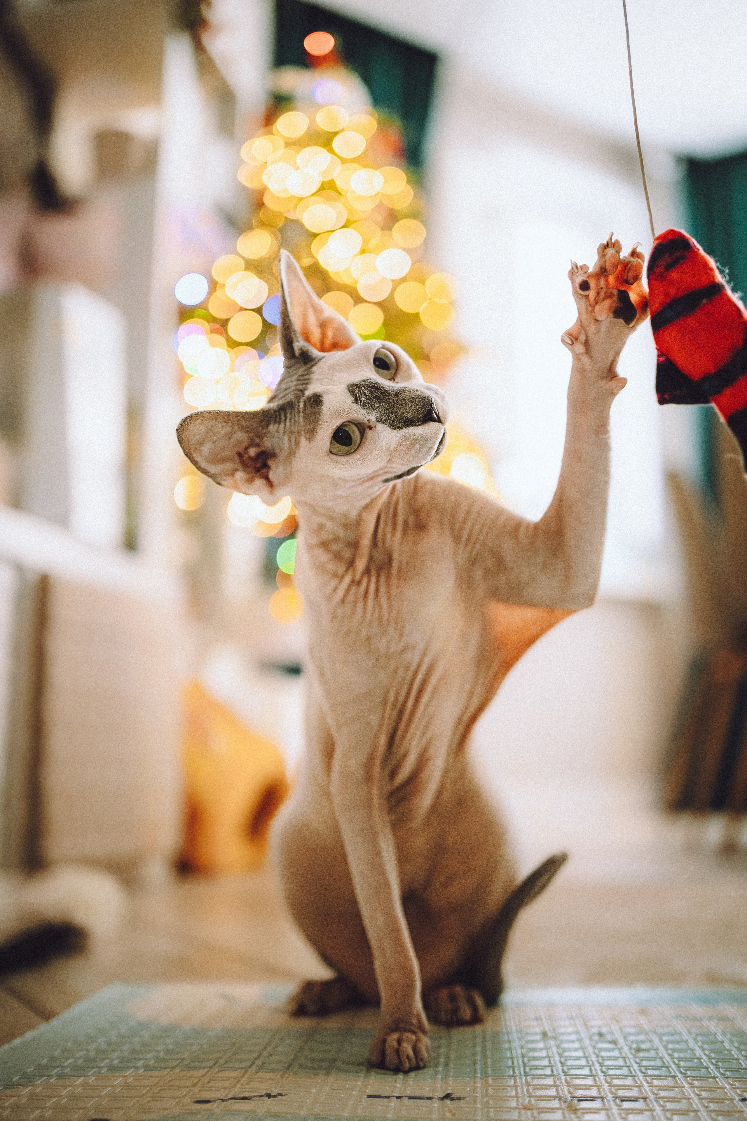 Топик и его семья