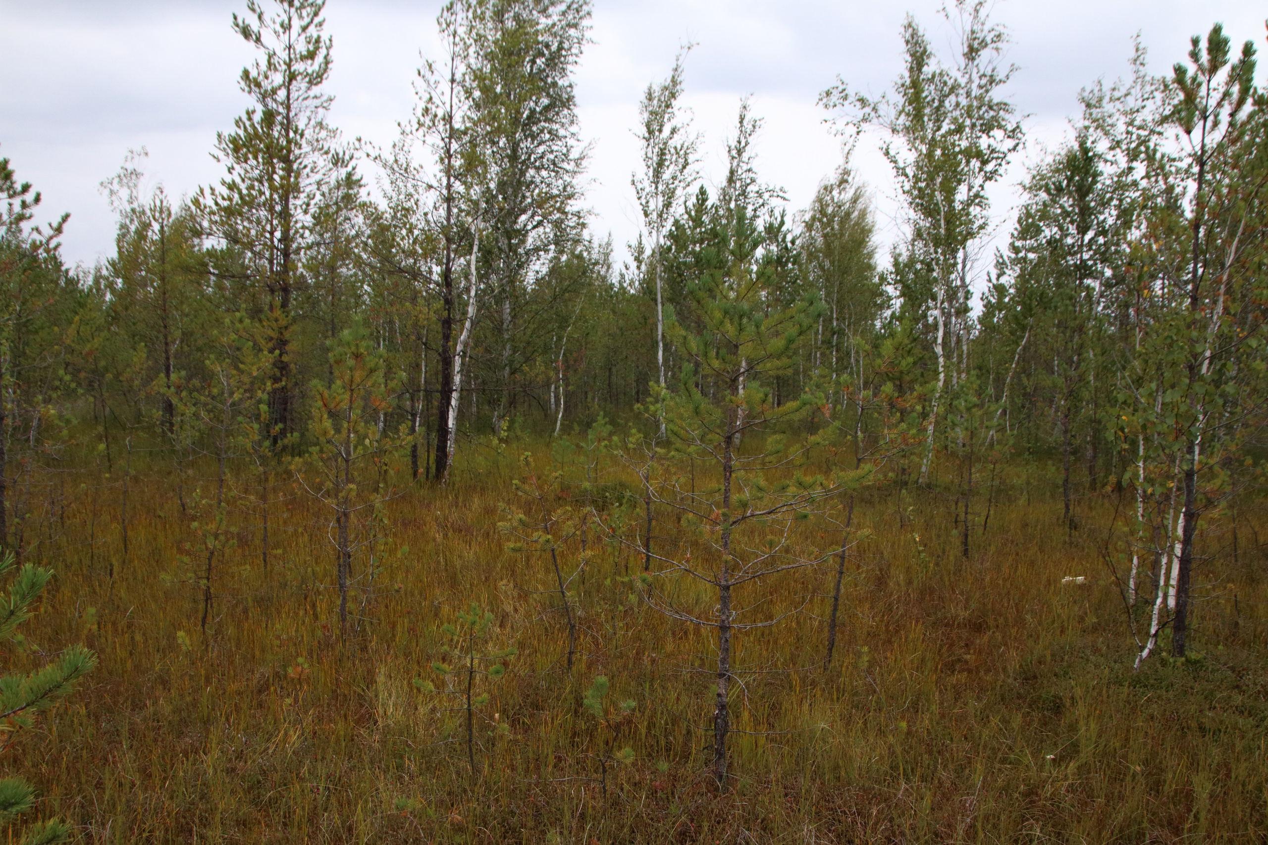 27.08.2019 Фотопленэр на болоте Самарская обл., Шигонский р-н. Фотообъединение Самарского областного отделения Союза журналистов России