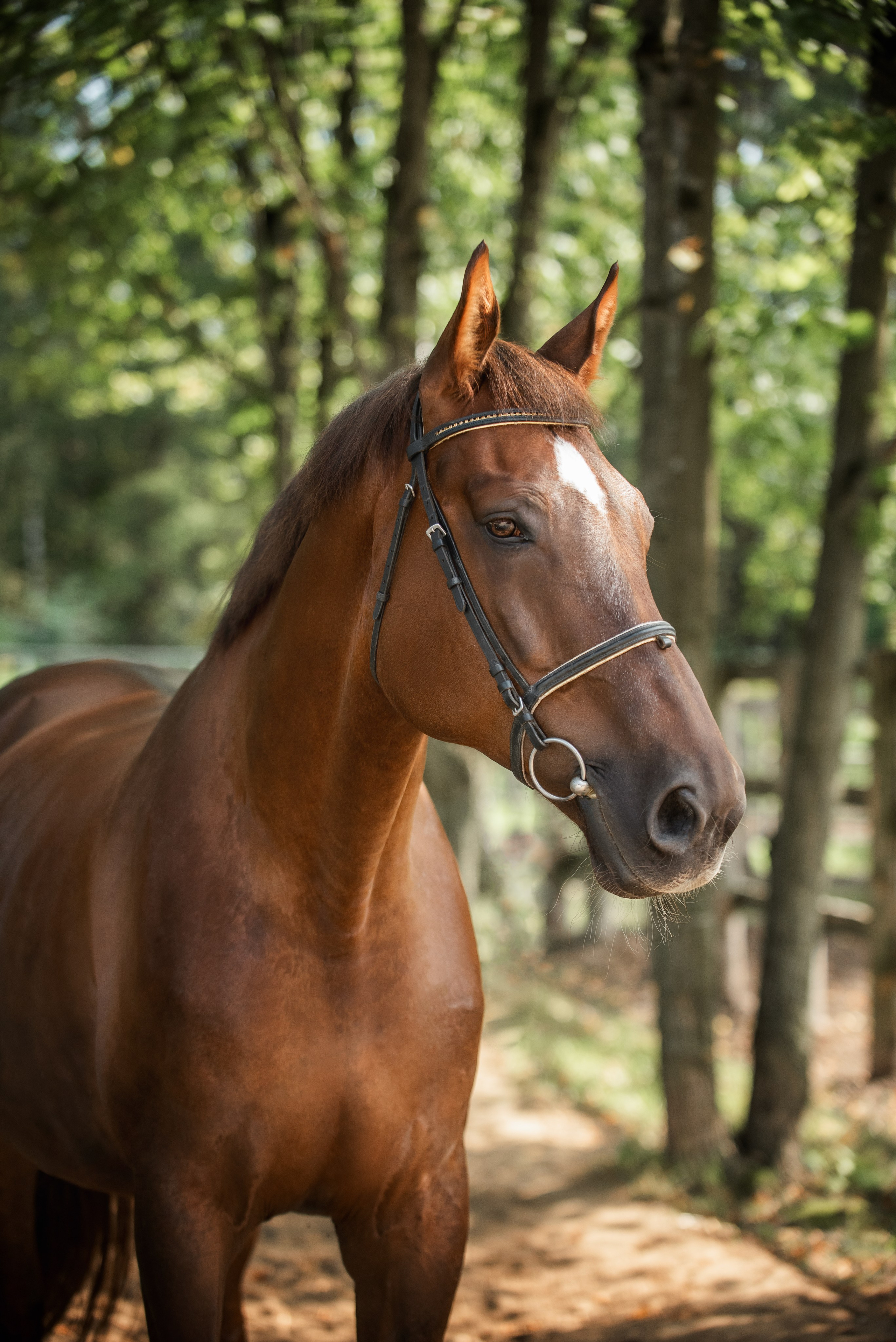 Тренеры и кони КСК «АЛМАЗОВО». Конный фотограф Куракина Дарья • Фотосессии с лошадьми