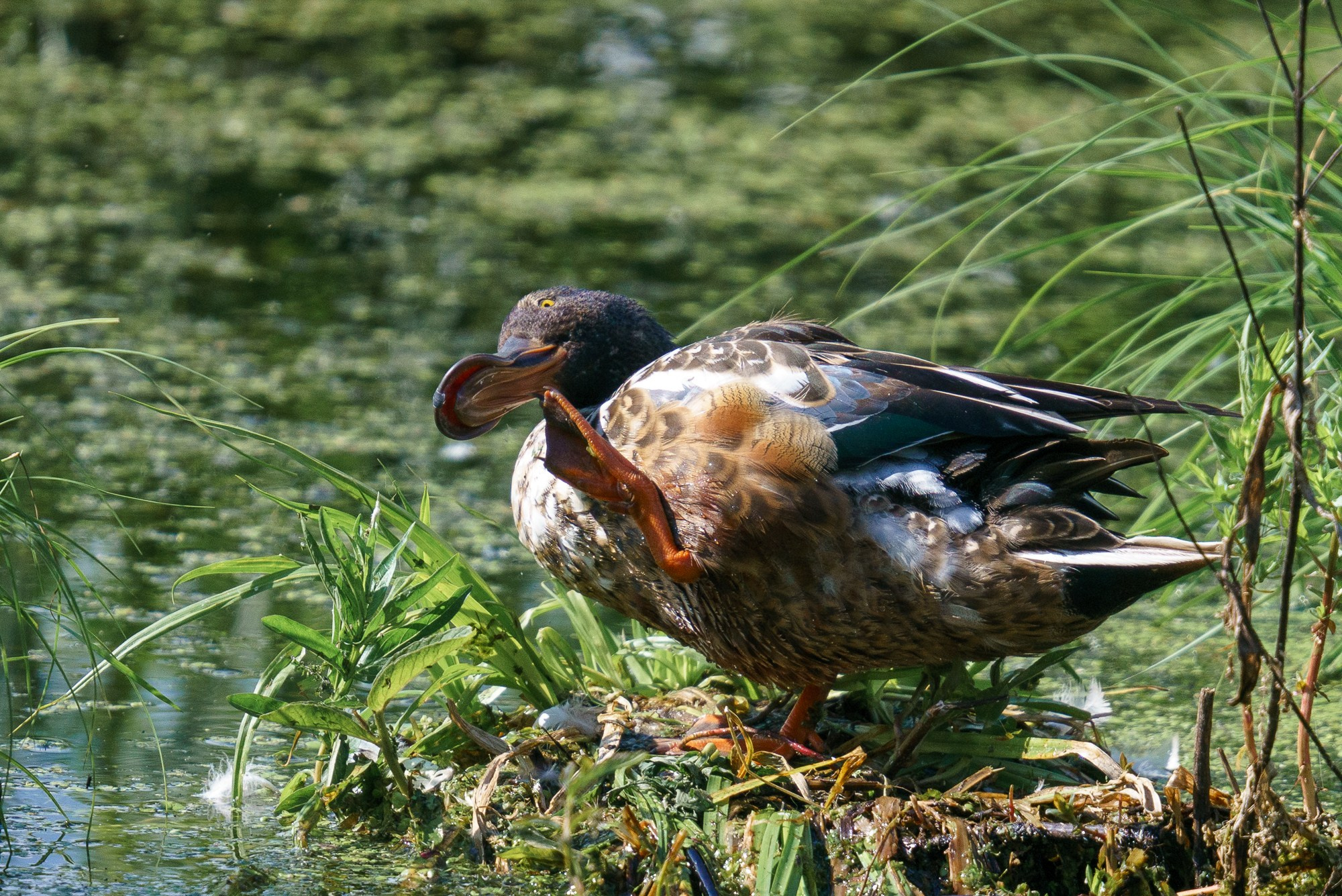 Удивительные мир птиц. Вокруг нас столько прекрасного — присмотритесь!. Ваш личный фотограф Марина Волкова