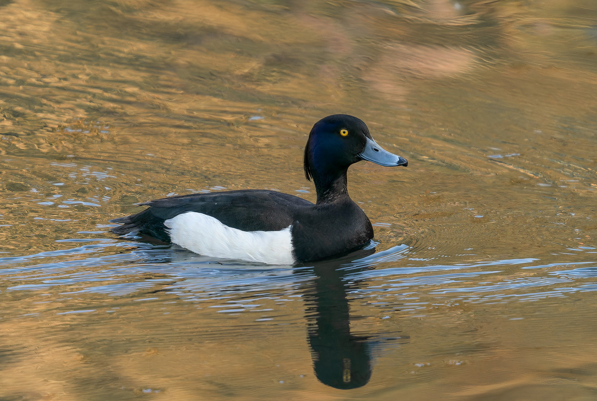 Удивительные мир птиц. Вокруг нас столько прекрасного — присмотритесь!. Ваш личный фотограф Марина Волкова
