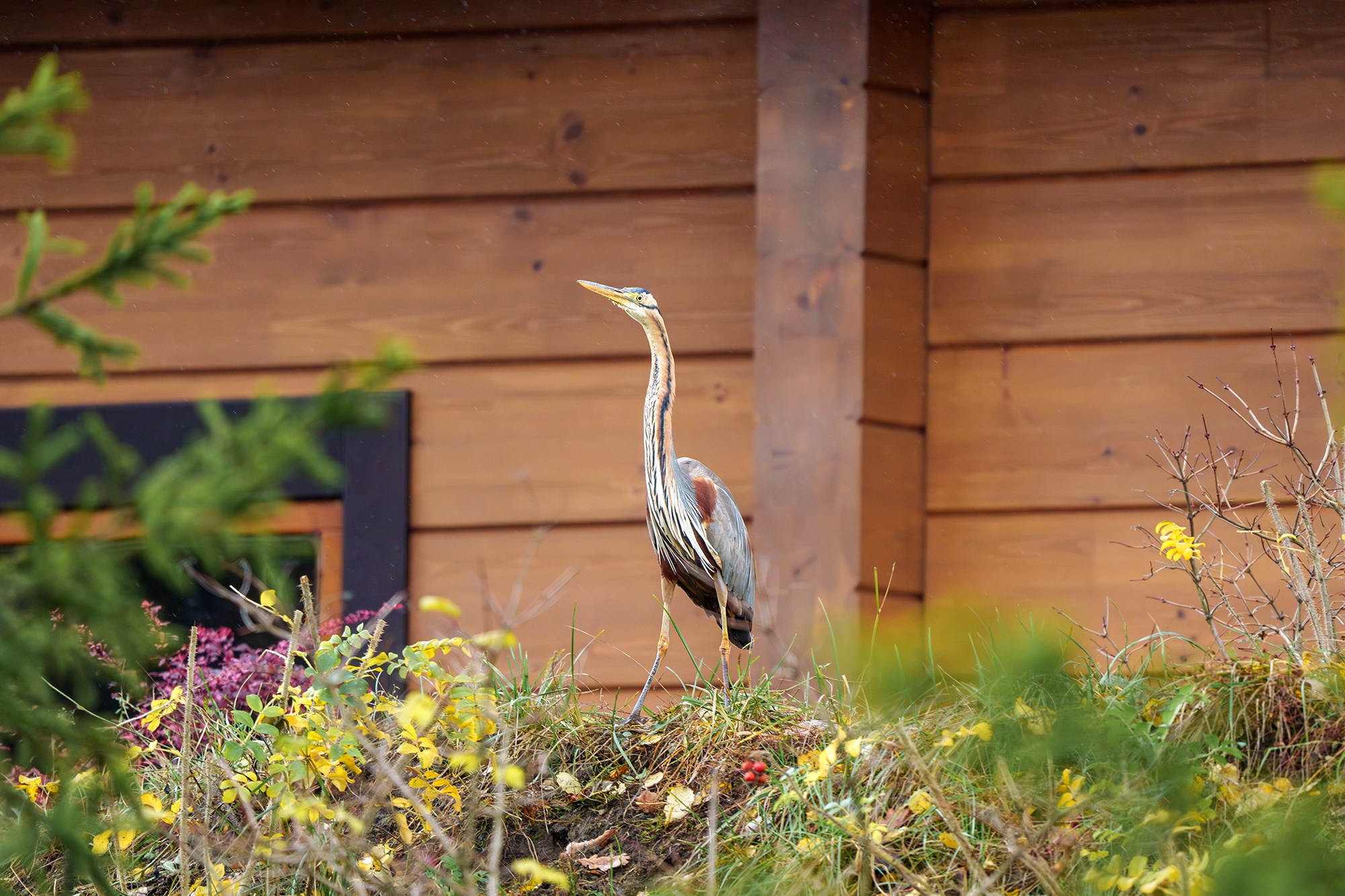 Удивительные мир птиц. Вокруг нас столько прекрасного — присмотритесь!. Ваш личный фотограф Марина Волкова