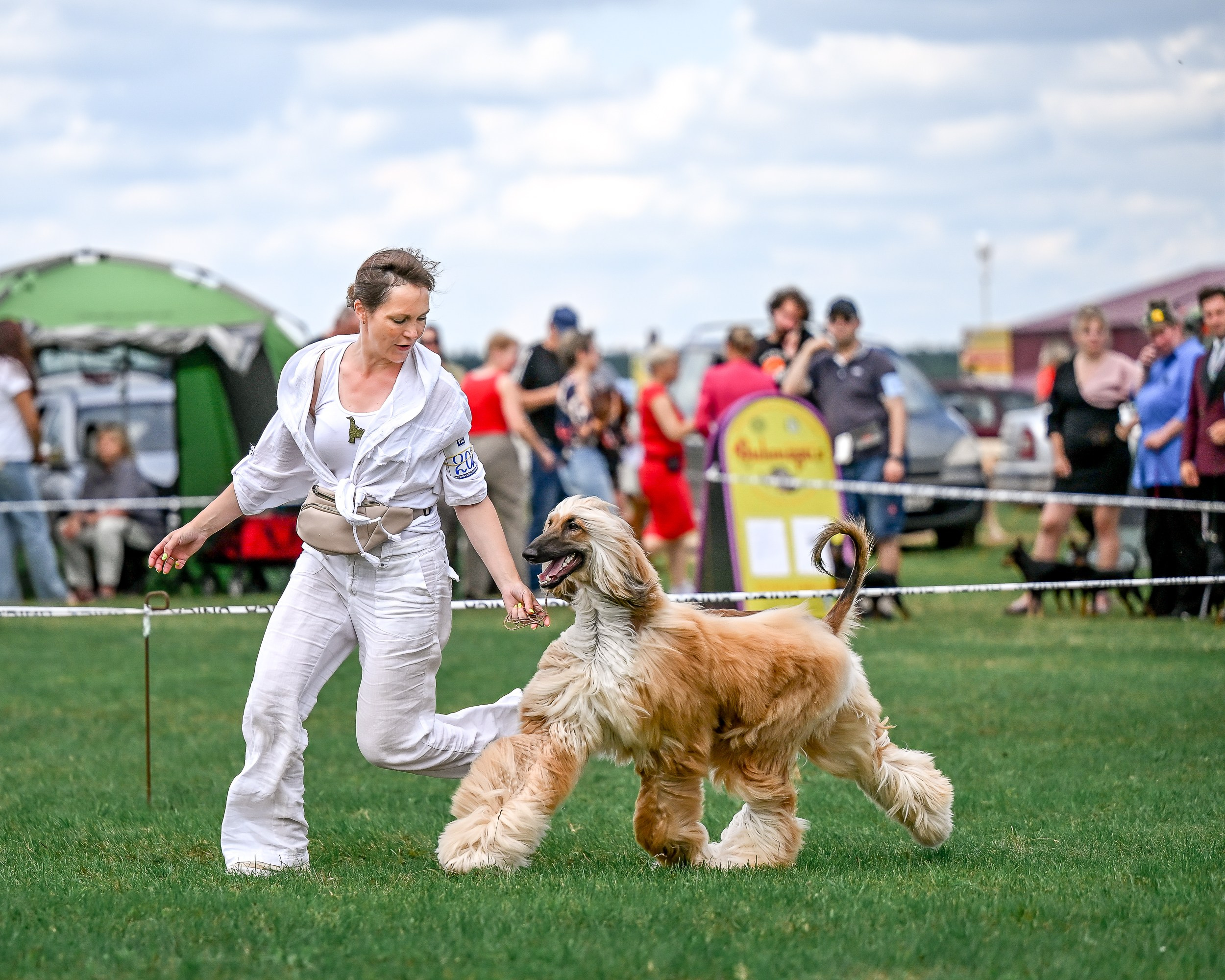 Республиканская выставка собак всех пород. Галерея фотографий афганской борзой
