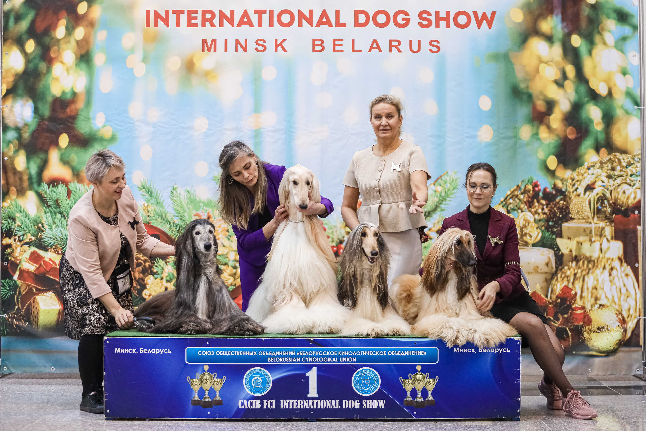 Международная выставка собак СACIB FCI 29-30.11.2025. Галерея фотографий афганской борзой