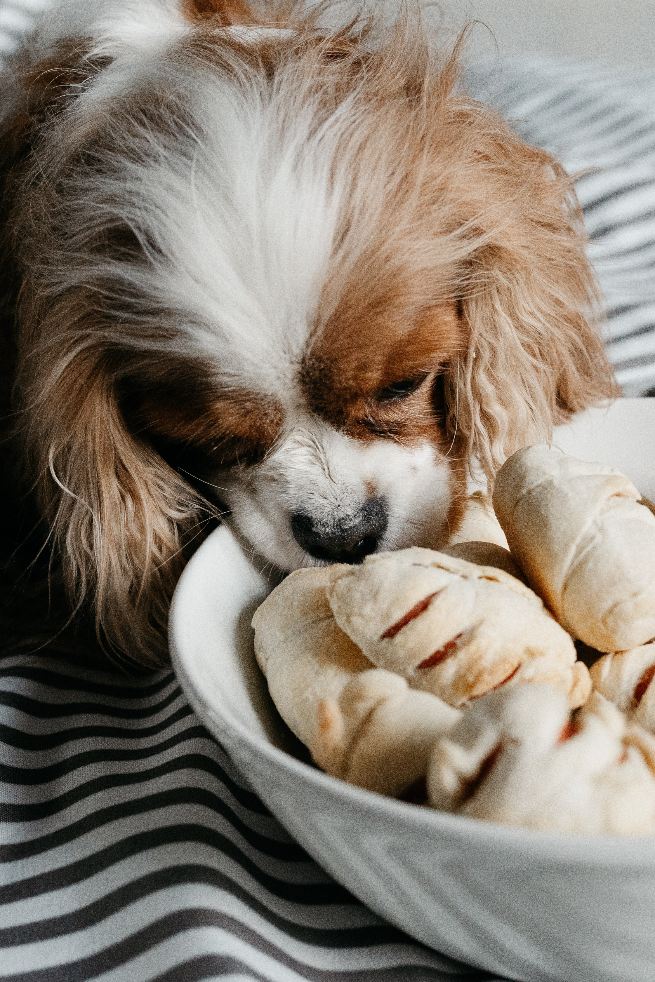 Даша, Диана, Дебби и маленькая крыска. Фотограф анималист в Москве Ольга Агушева