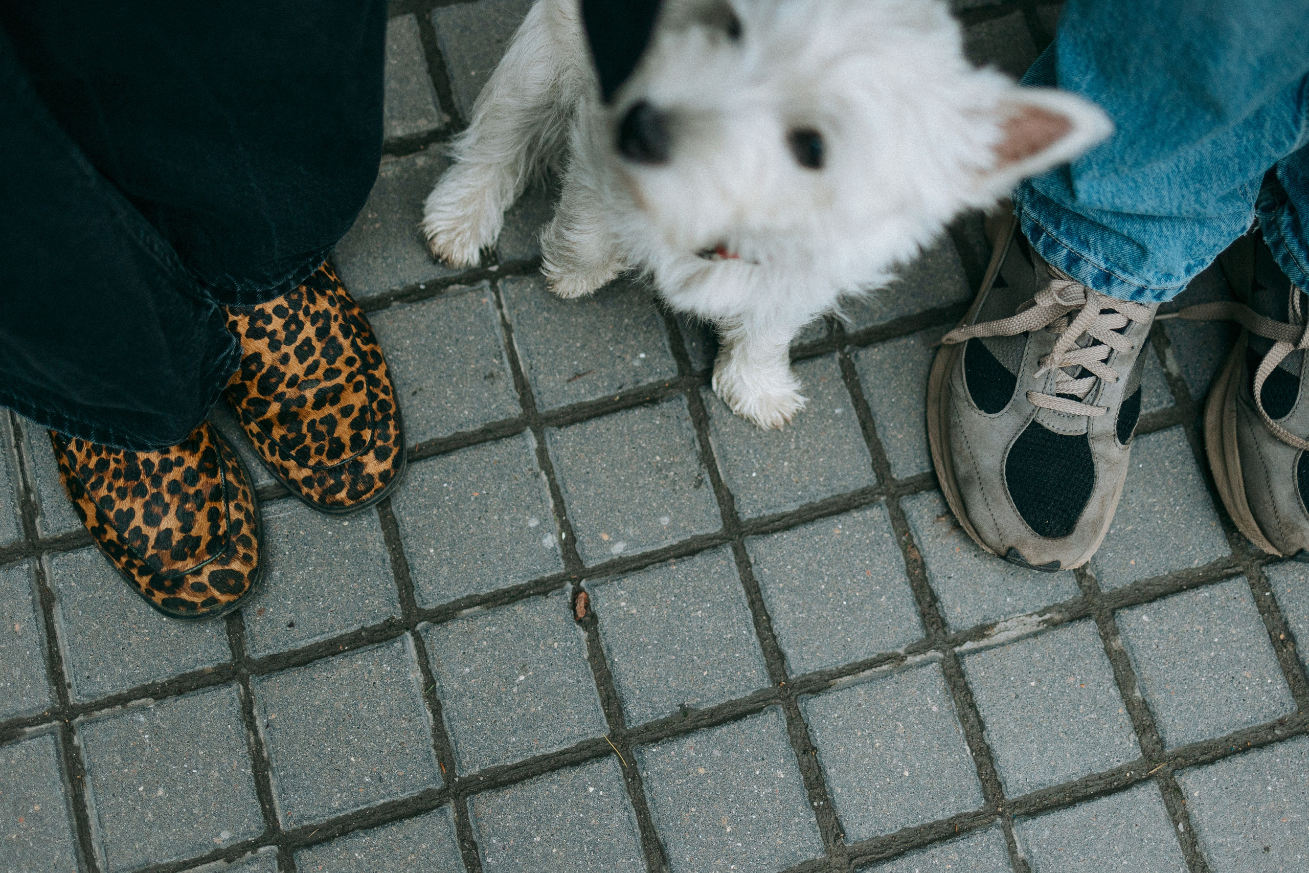 Снежуля, Мари и Саша. Фотограф анималист Анастасия Пикей