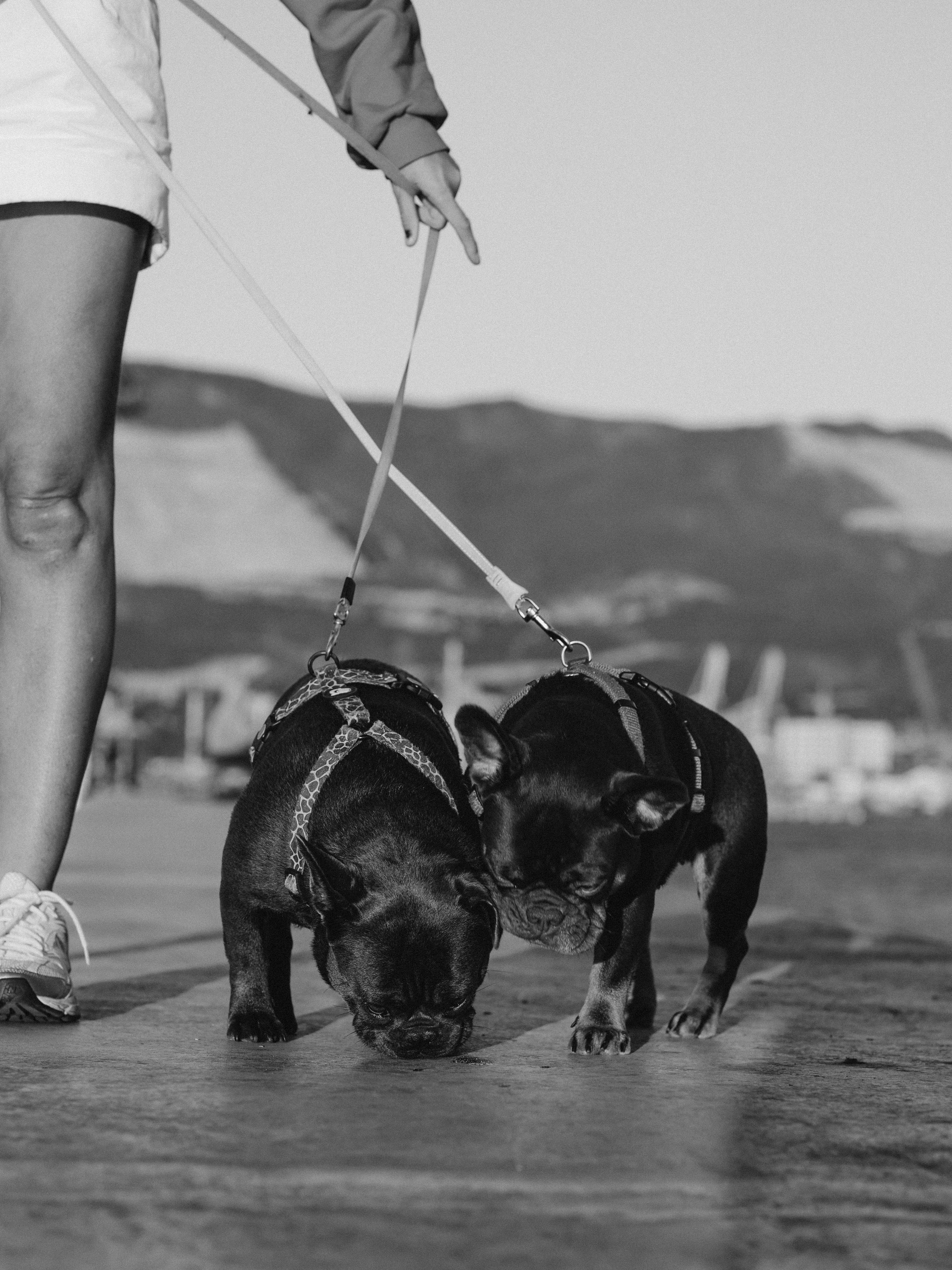 Белла, Луна и Нелли. Фотограф-анималист в Москве Кириллова Татьяна