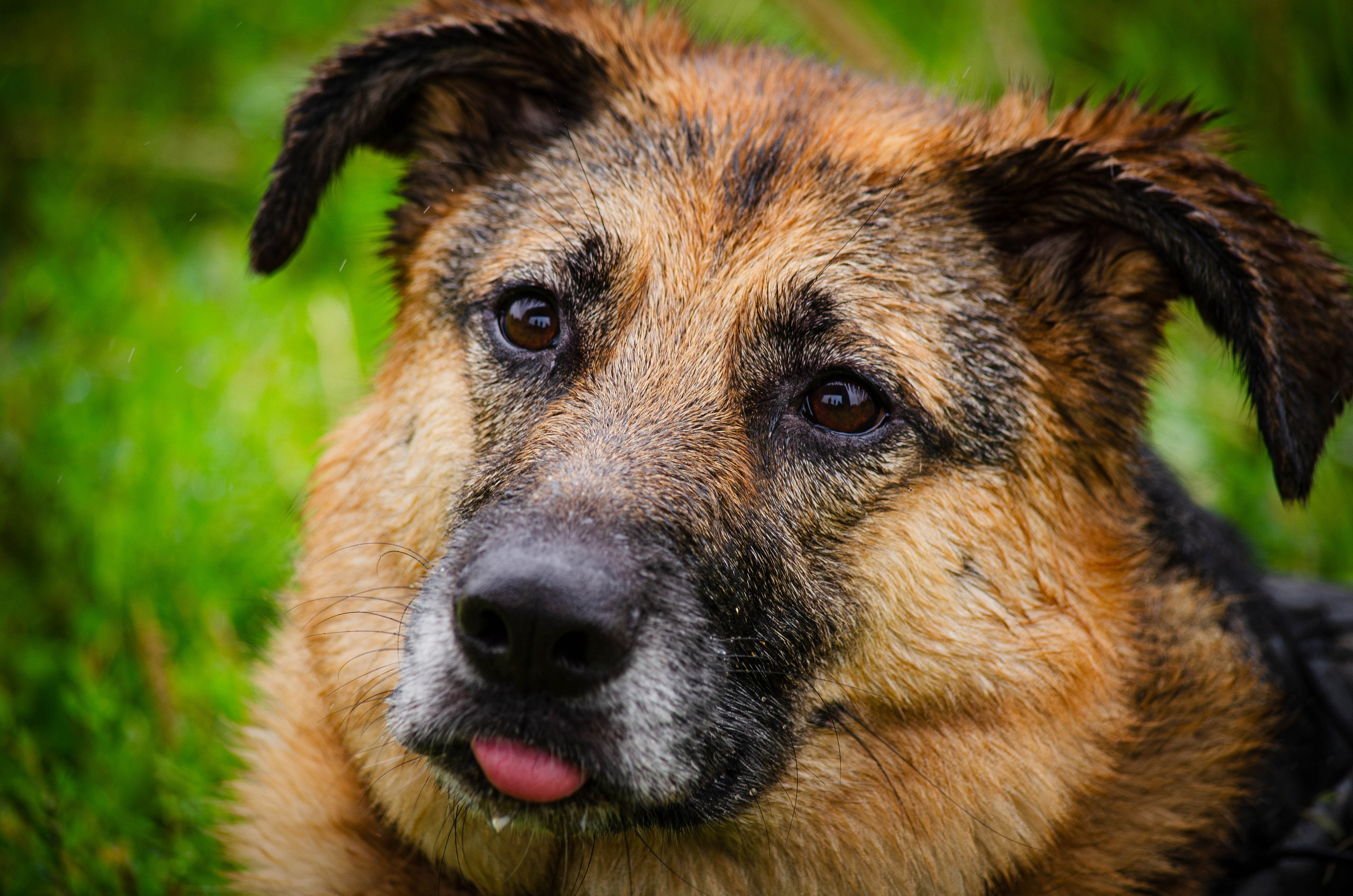 Арья и Оззи. Фотограф Светлана Блинова, Москва и Московская область