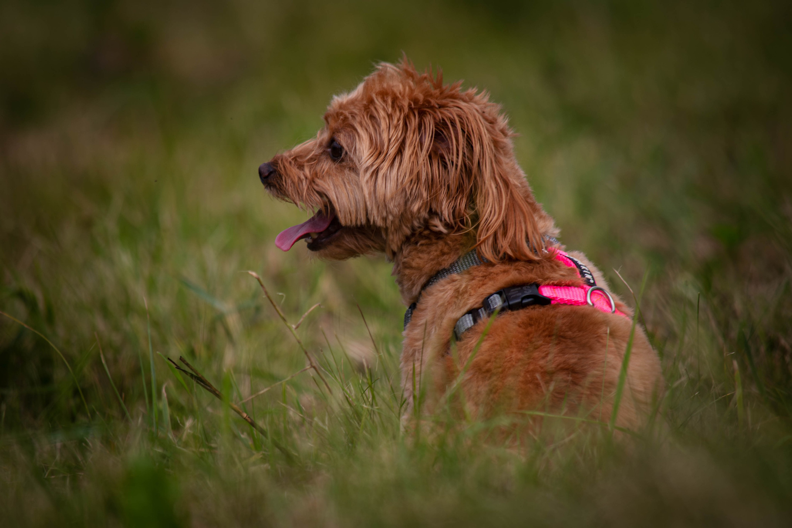 Прогулка в парке Митино. Фотограф Светлана Блинова, Москва и Московская область