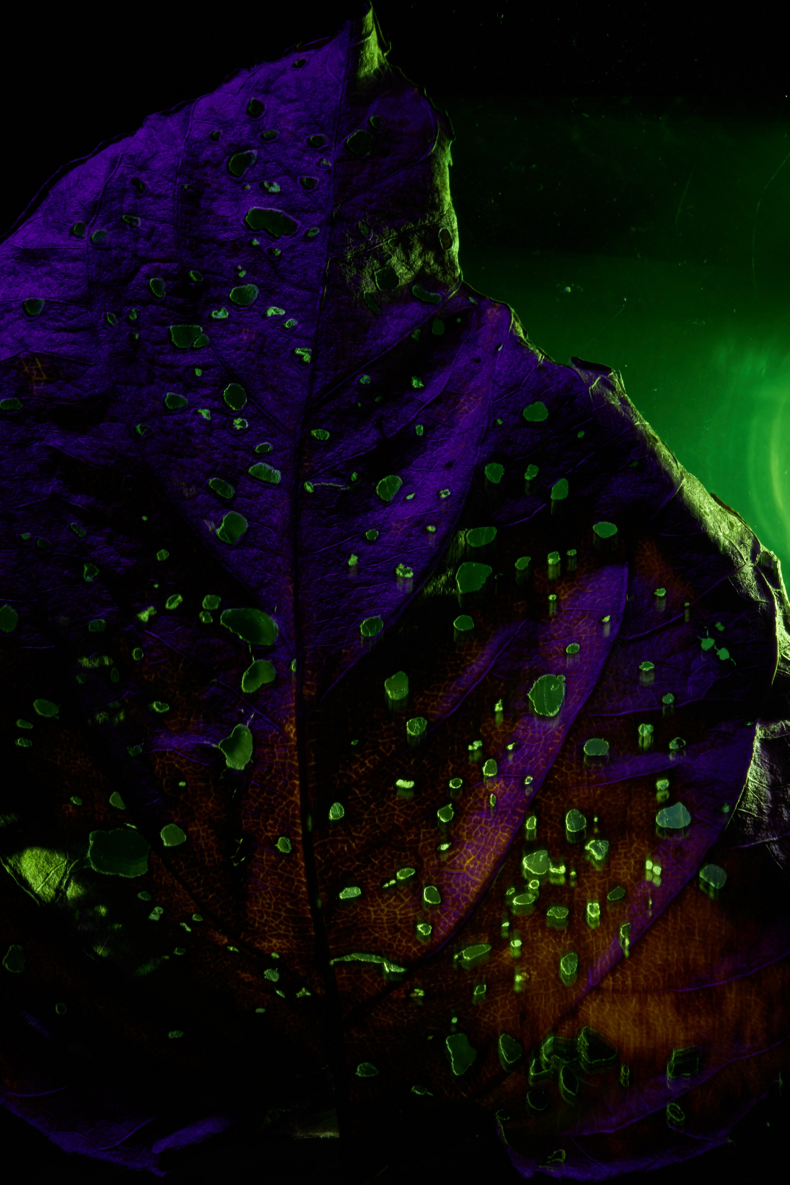 «Красок Тьма Полна». Арт-фотограф во Владивостоке Дмитрий Осипчук