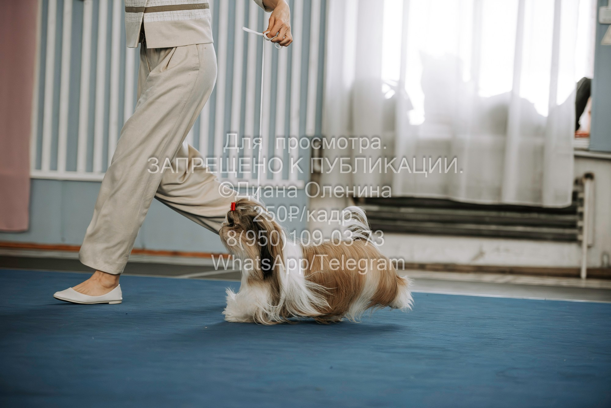 Выставка собак Красноярск 29.10.2023. Фотограф Диана Оленина Красноярск / Братск