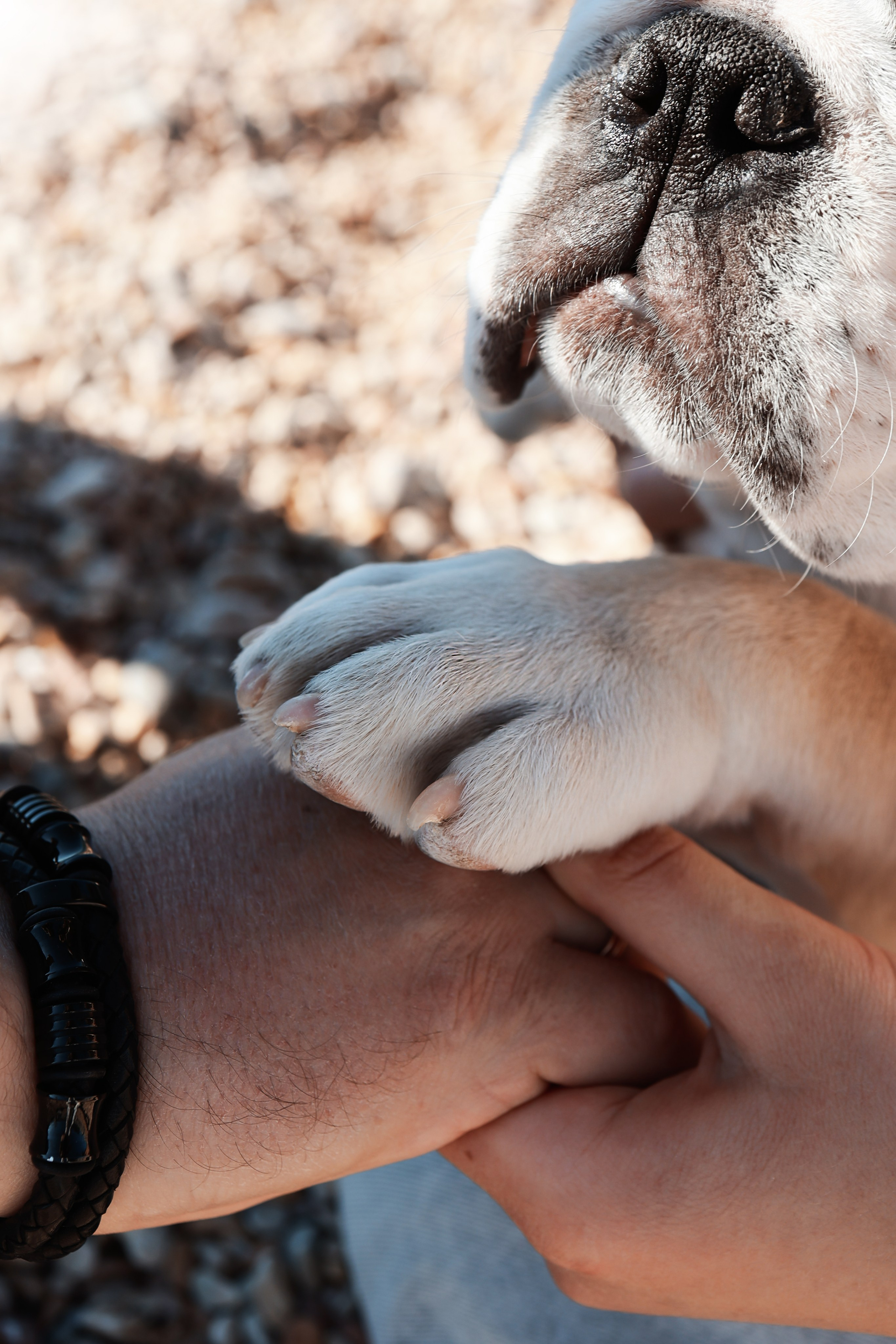 Новый член семьи. Withlovent | Фотограф в Севастополе