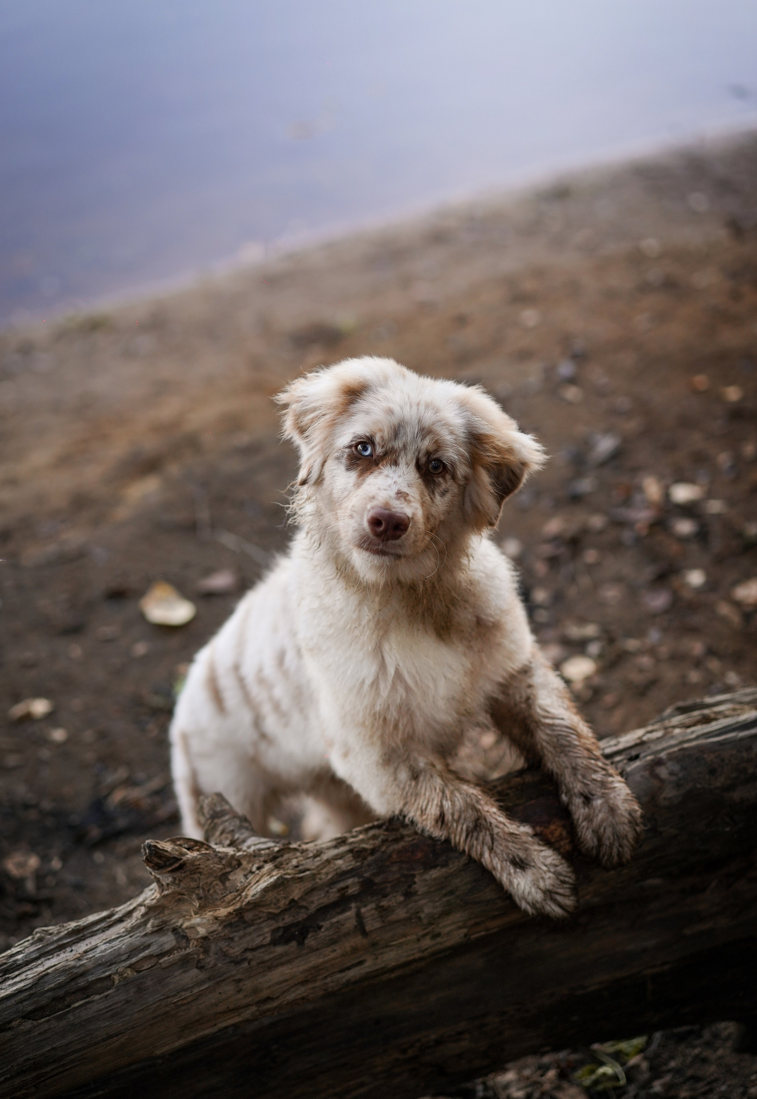 Катя Сэнди и Рокки. Фотограф-анималист в Санкт-Петербурге Яна Мартынова