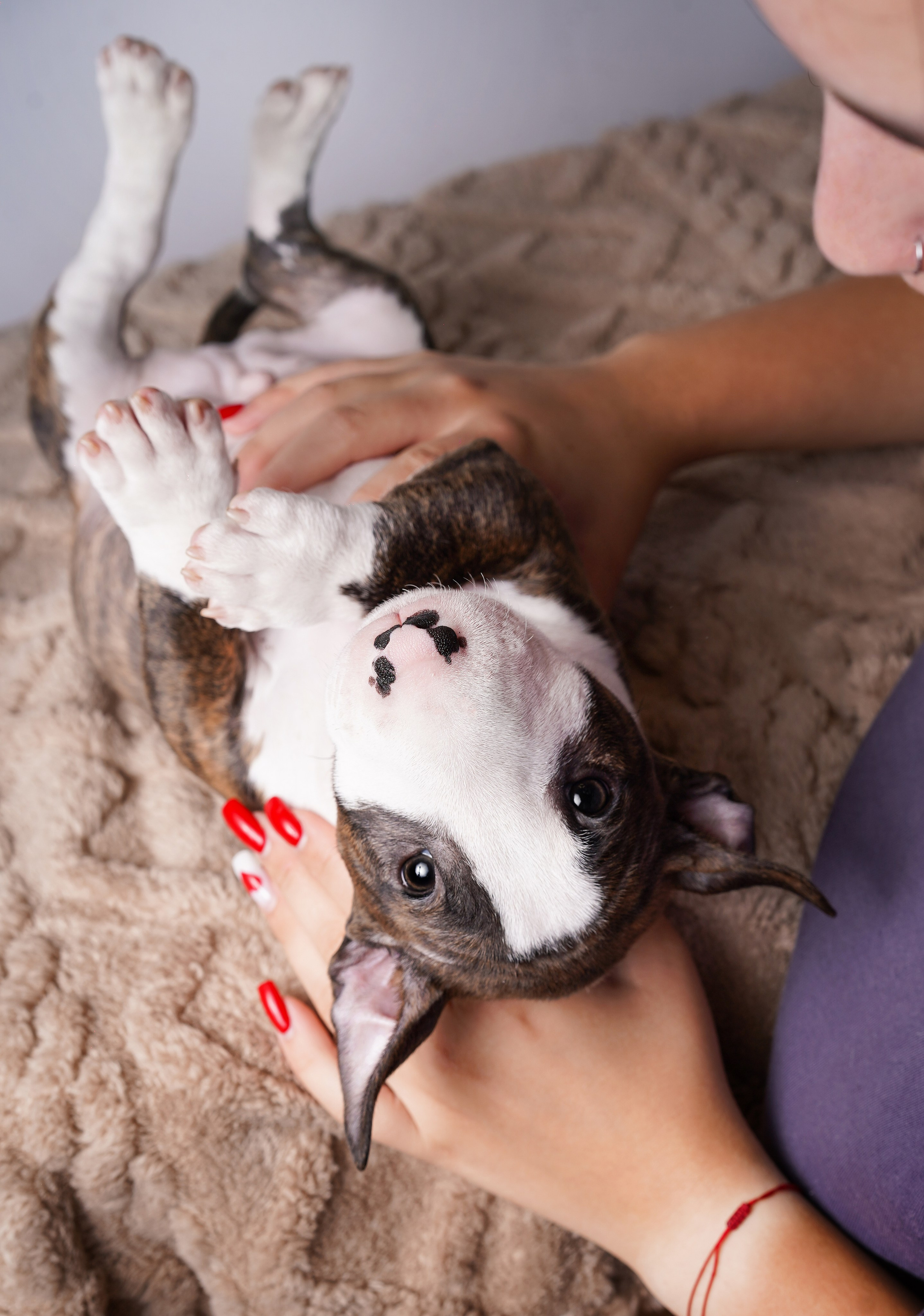 Щенки минибультерьера. Фотограф-анималист в Санкт-Петербурге Яна Мартынова