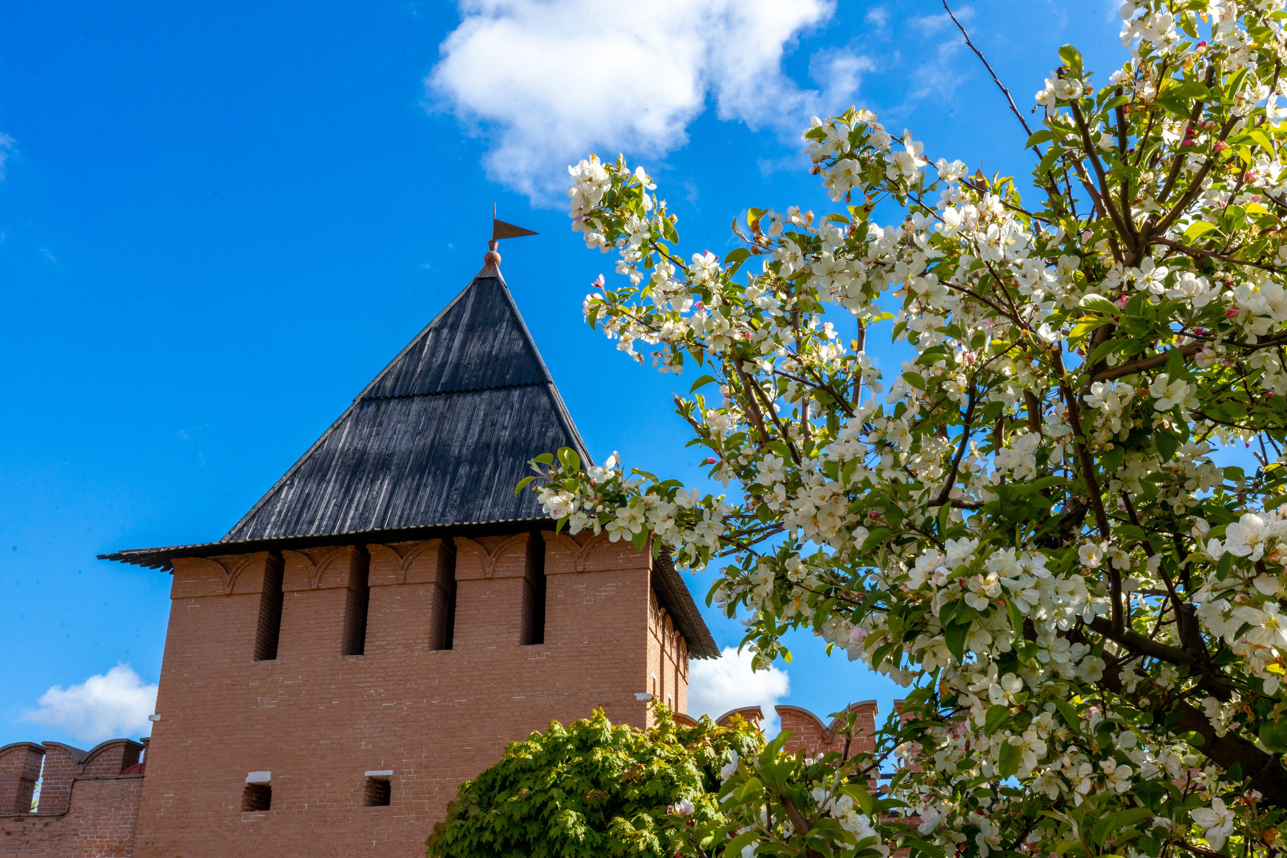 Весеннее цветение в Туле. Фотограф в Туле Крупский АнДРей. Фотостудия «КАДР71» в Туле