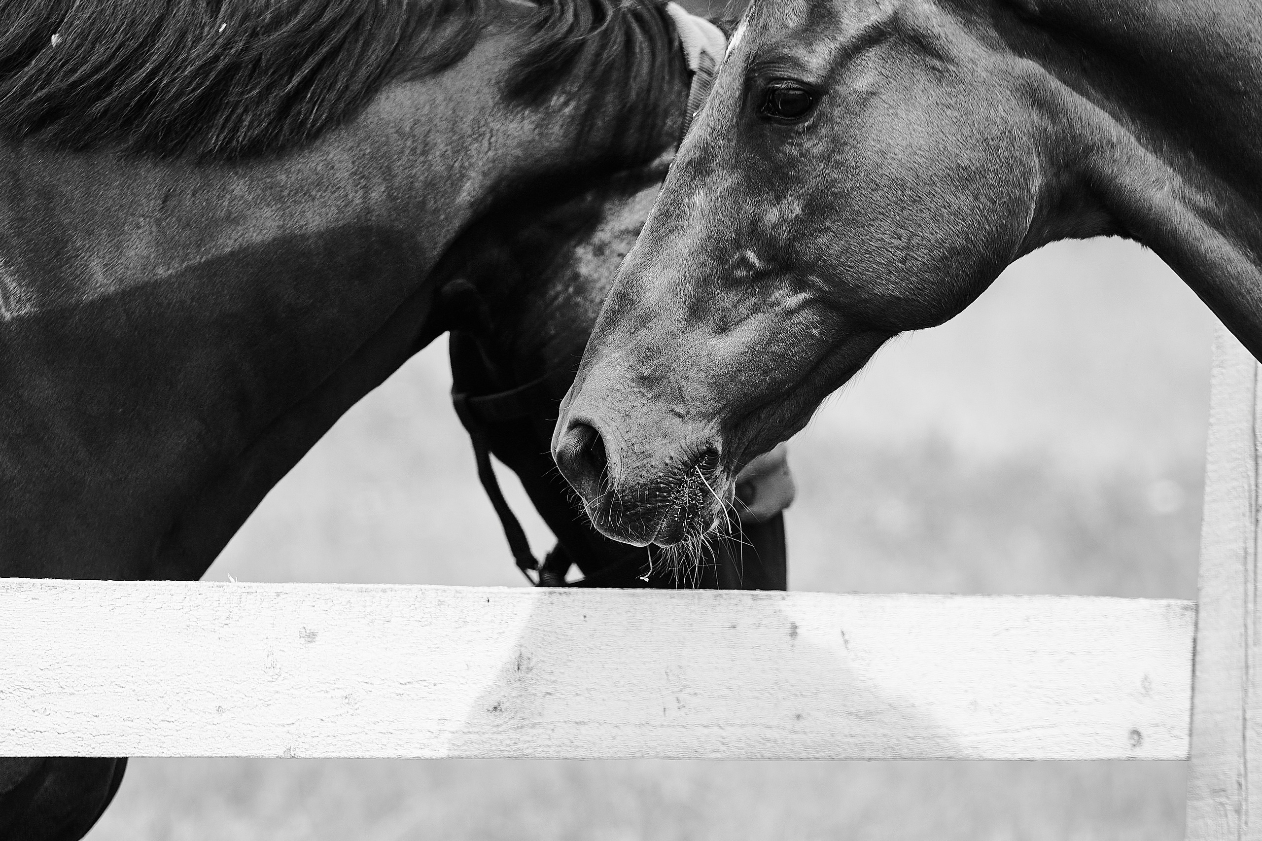 Эмбилгон, буденновский, КСК «Звёздный». Фотосессии с лошадьми в Москве, Новосибирске