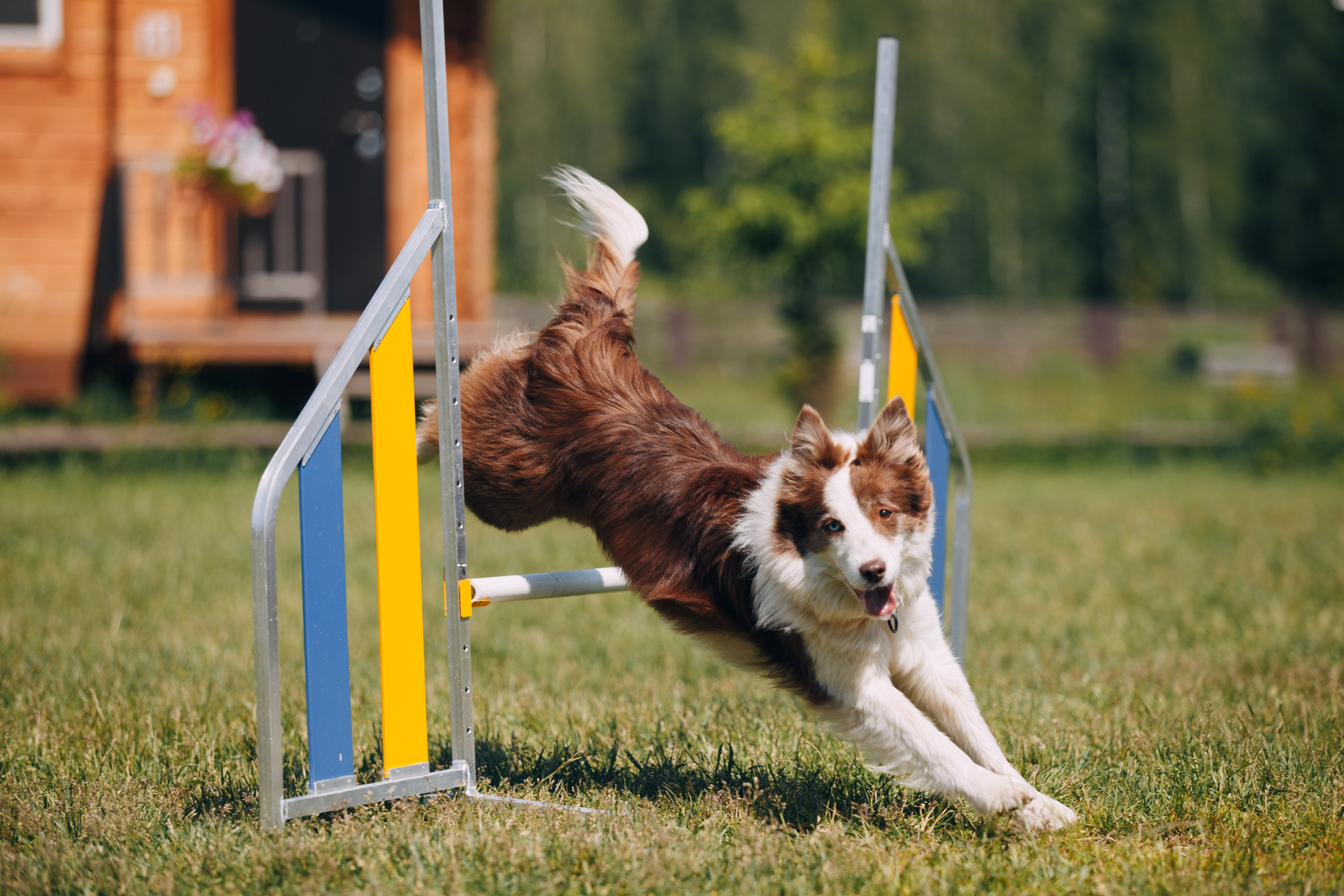 Кинологический лагерь в Горыныче. Фотограф анималист Кристина Карпова, Москва