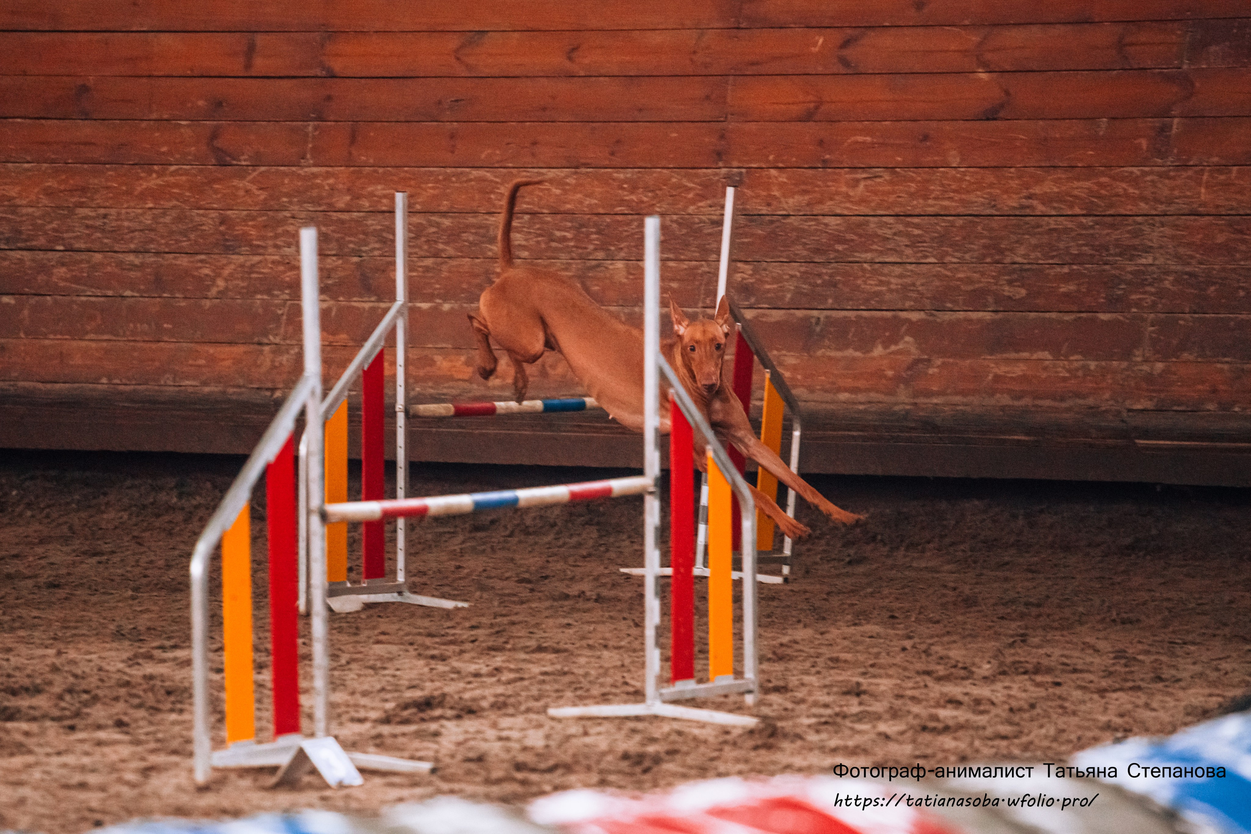 Соревнования по Аджилити 25.02.2024. Фотограф-анималист Татьяна Степанова