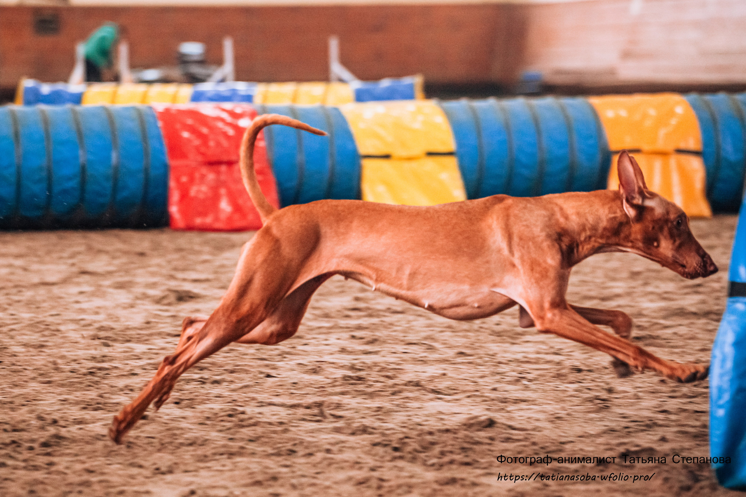 Соревнования по Аджилити 25.02.2024. Фотограф-анималист Татьяна Степанова