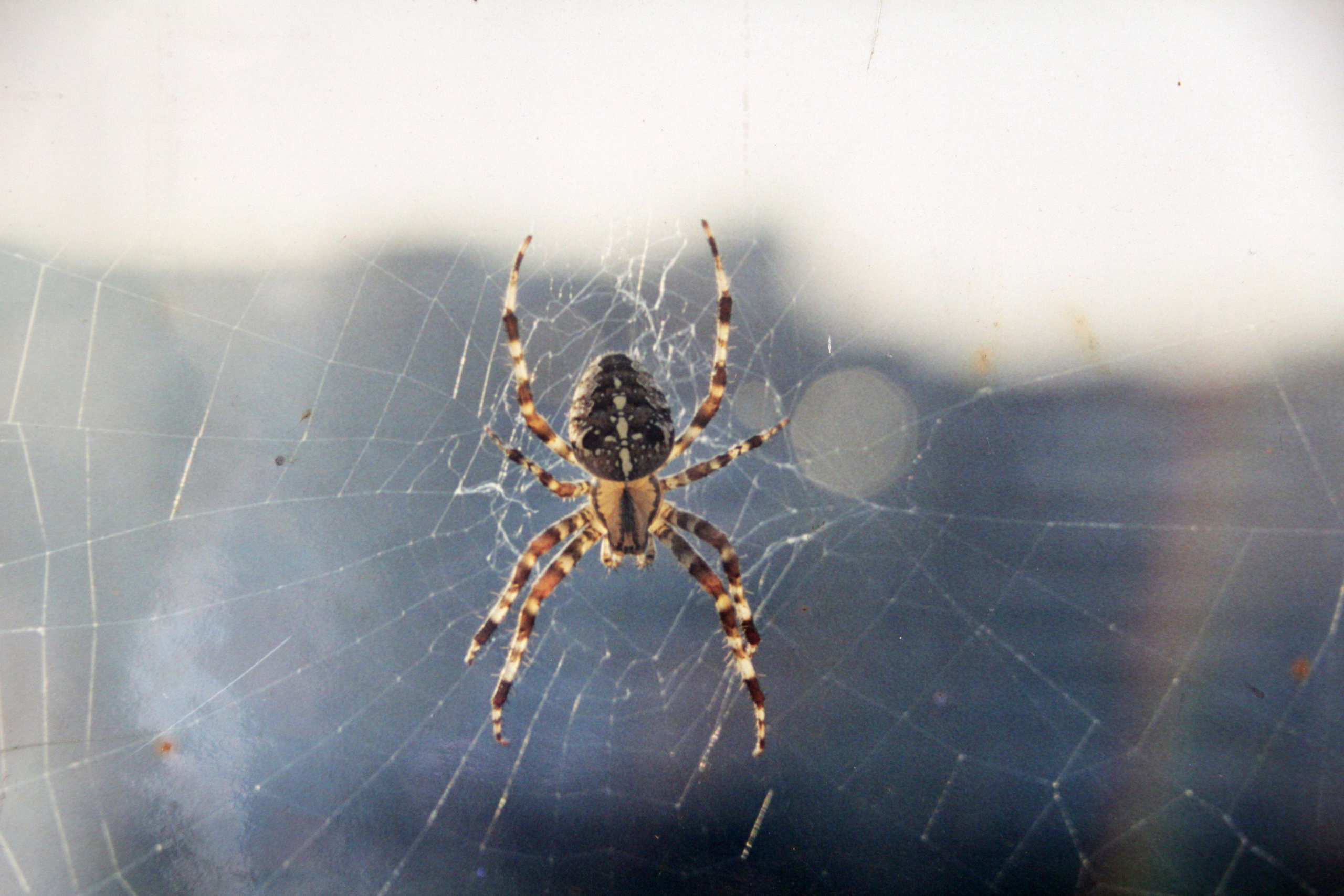 Природа. Животные. Фотограф в Санкт-Петербурге Александр Костюнин