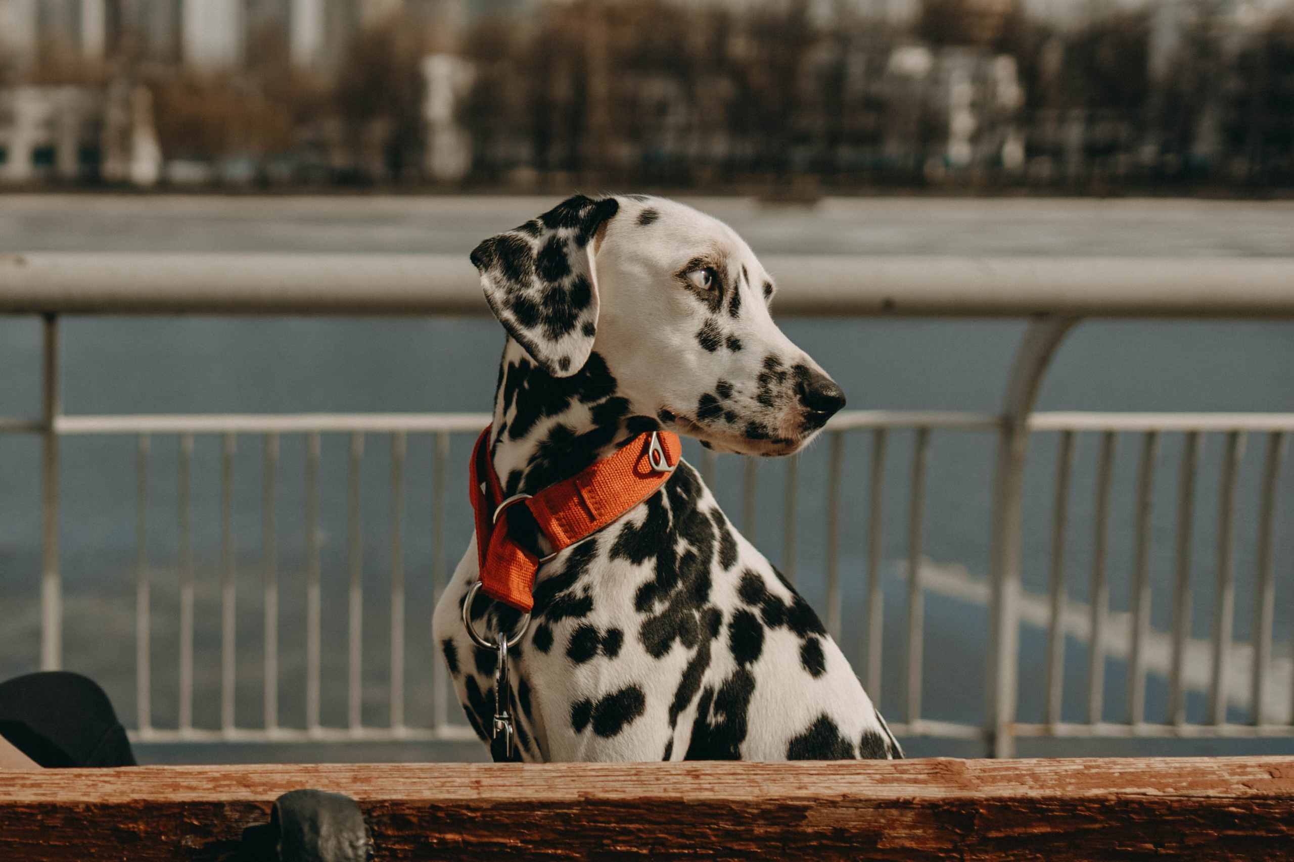 Диана и Лекса. Фотограф-анималист в Екатеринбурге | Кристина