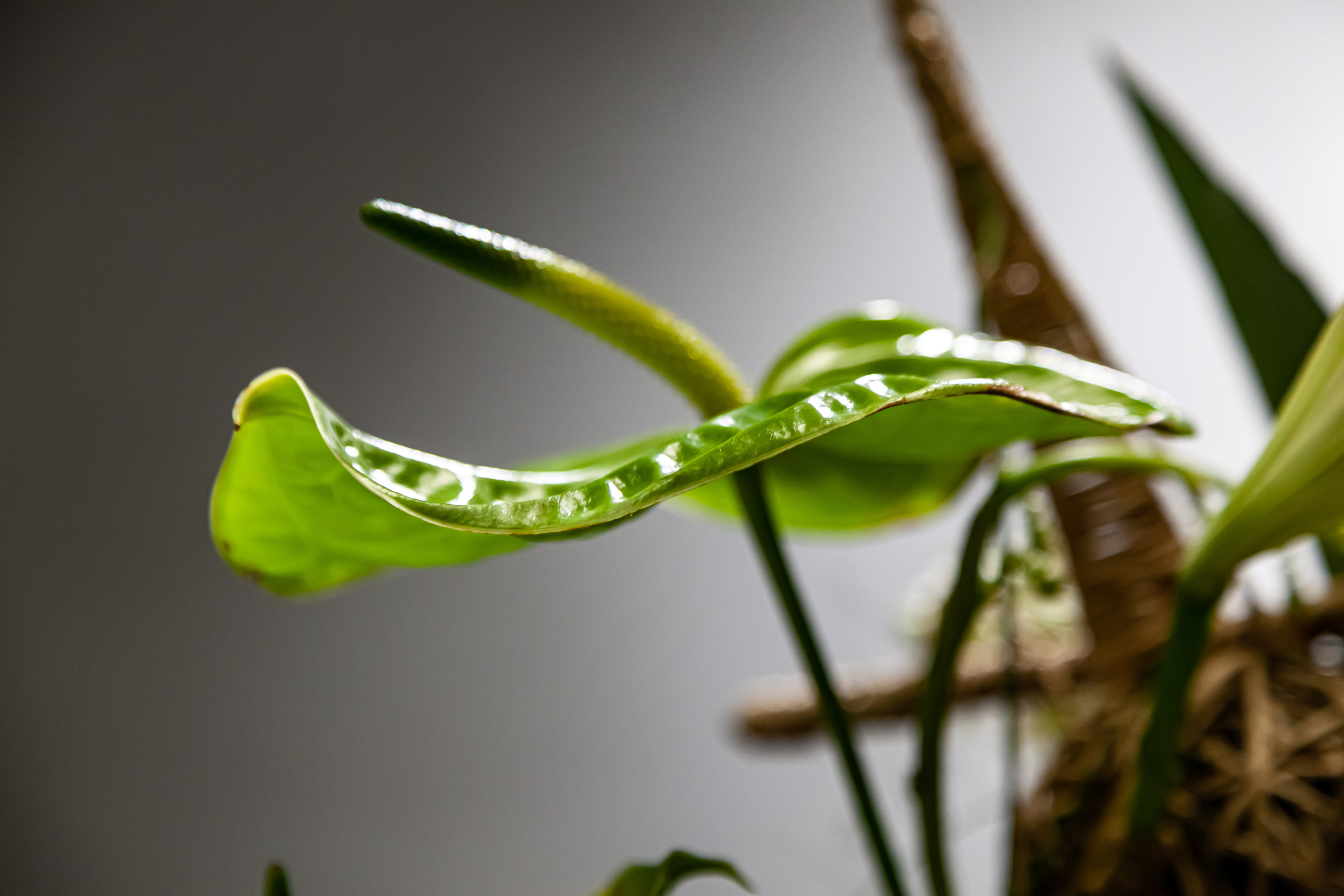 Флористическая работа со смещенным фокусной зоны. Maria Poleshchuk, commercial photographer in Sydney
