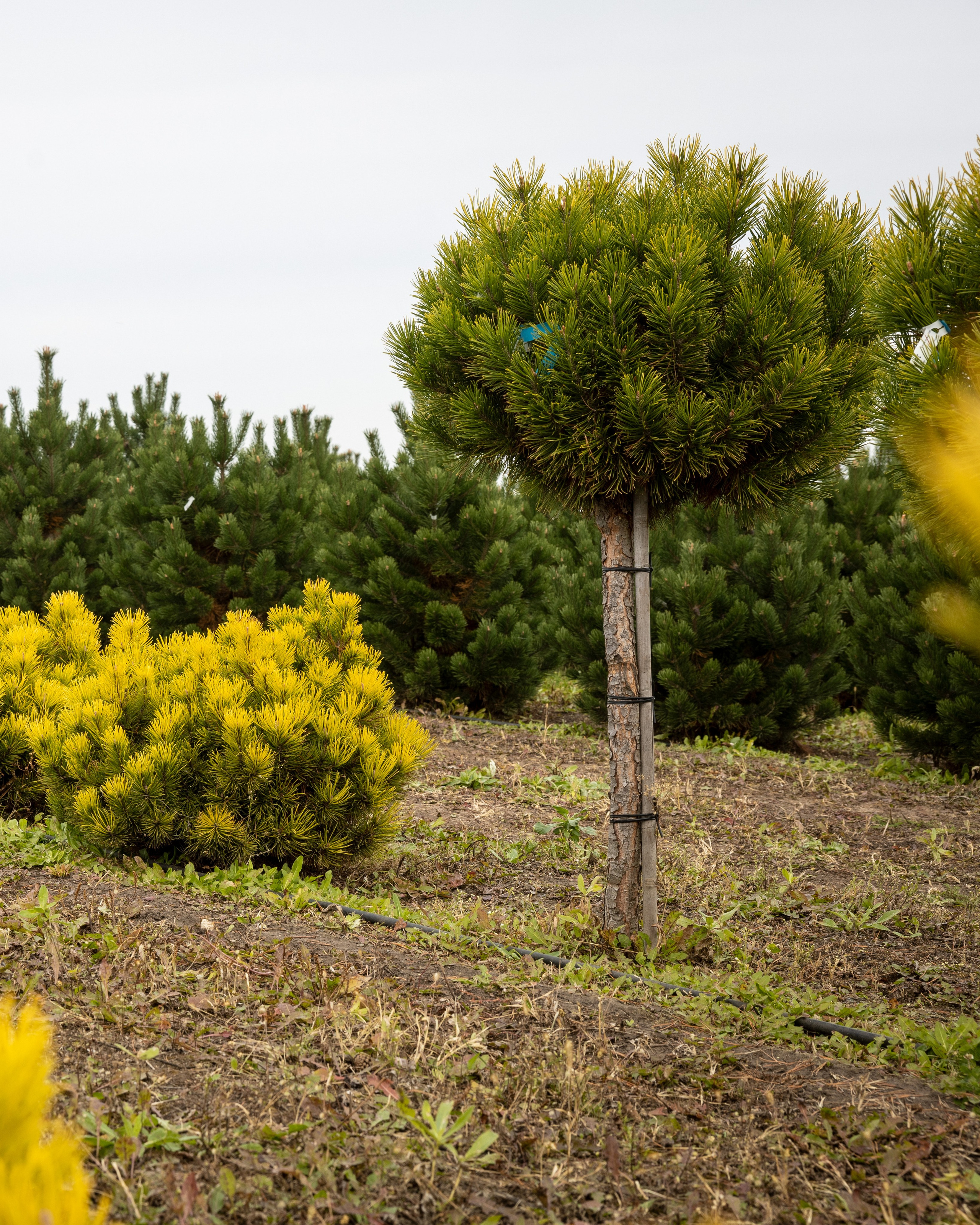 Предметная, интерьерная съемка. Фотограф в Ельце Сапрыкина Екатерина
