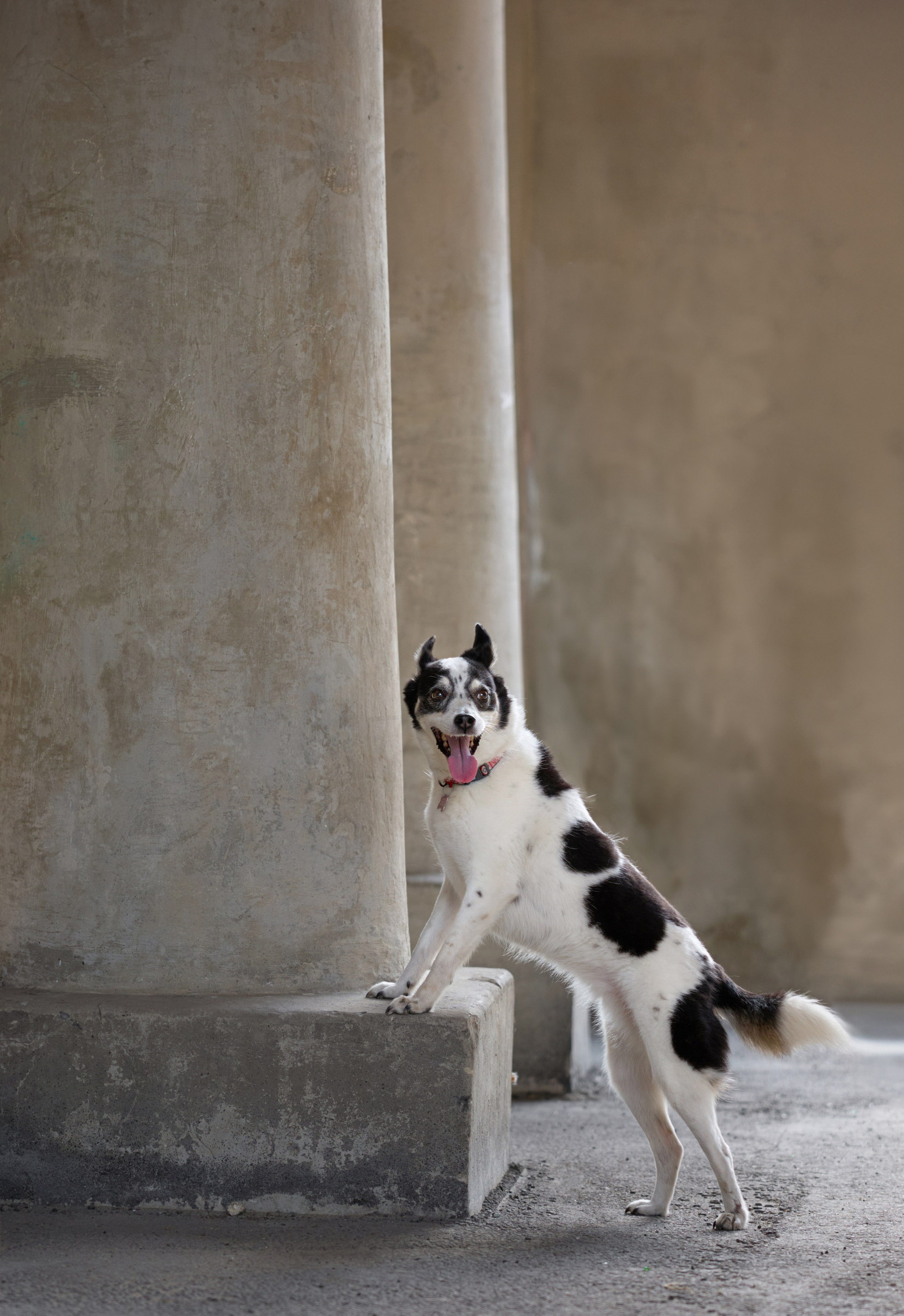 Диана и Рея. Фотограф анималист в Казани Алина Сулейманова. Фотограф животных