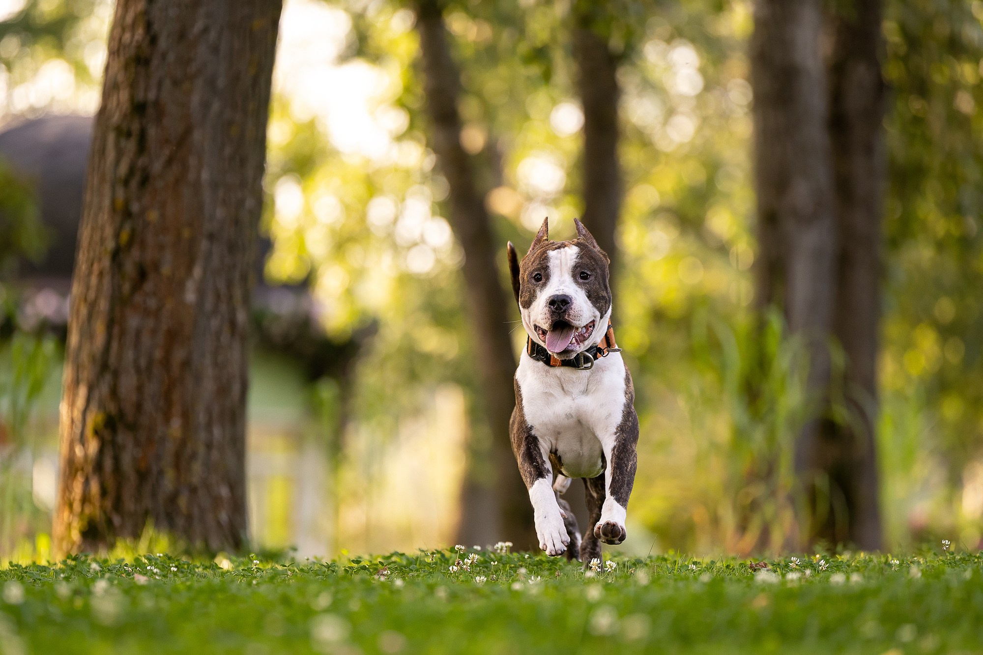 Амстафф Честер и его семья. Фотограф-анималист Natalia Deingel | Фотосъемка собак в Москве
