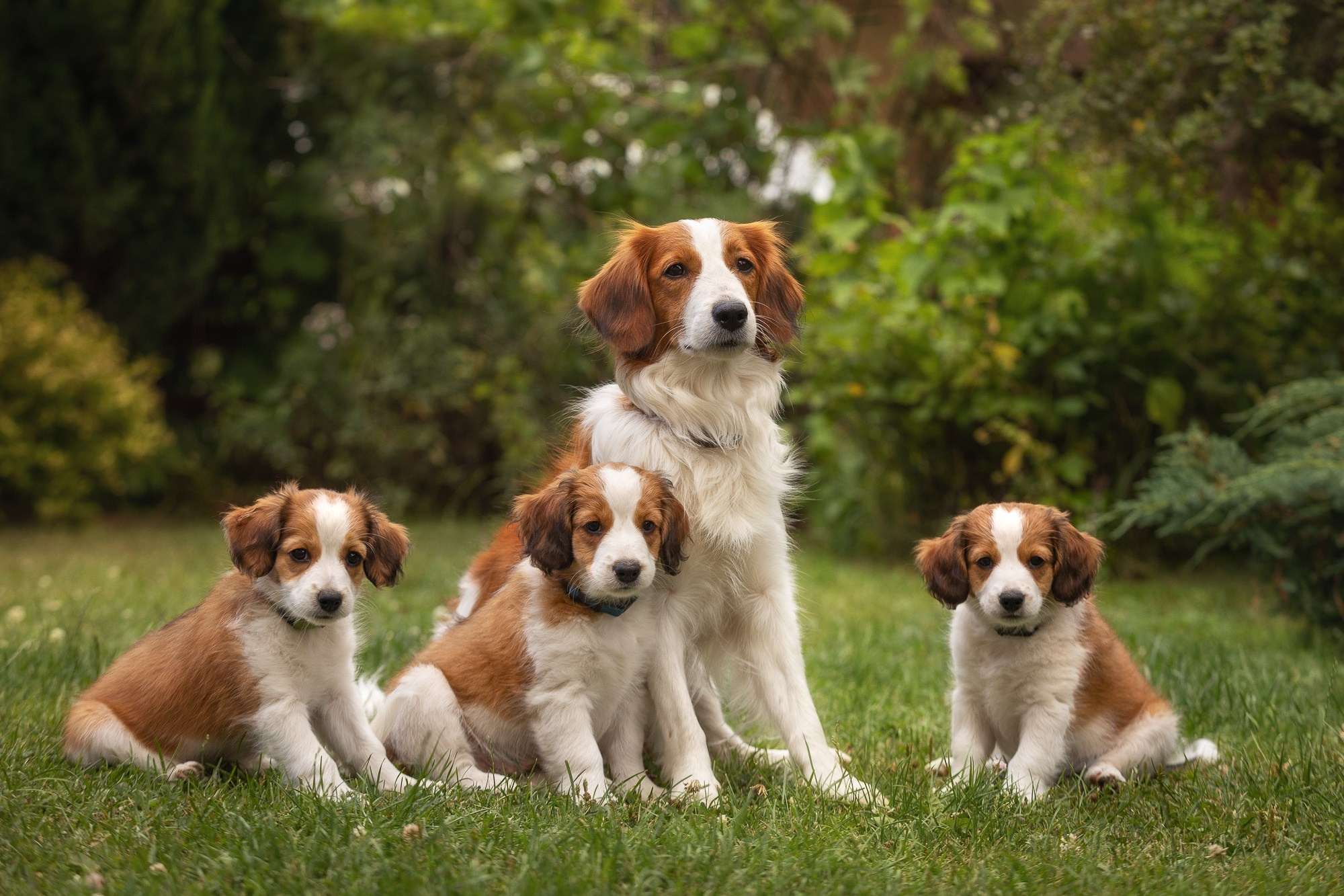 Фотосъёмки щенков. Фотограф-анималист Natalia Deingel | Фотосъемка собак в Москве