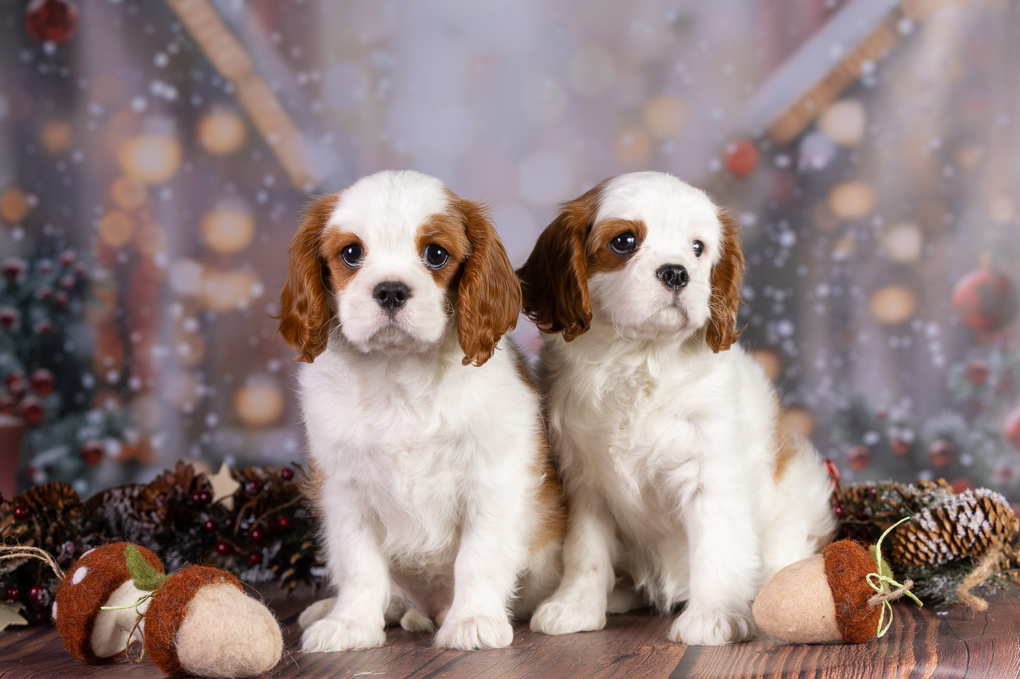 Отзыв о моей лекции о фотосъёмке собак. Фотограф-анималист Natalia Deingel | Фотосъемка собак в Москве