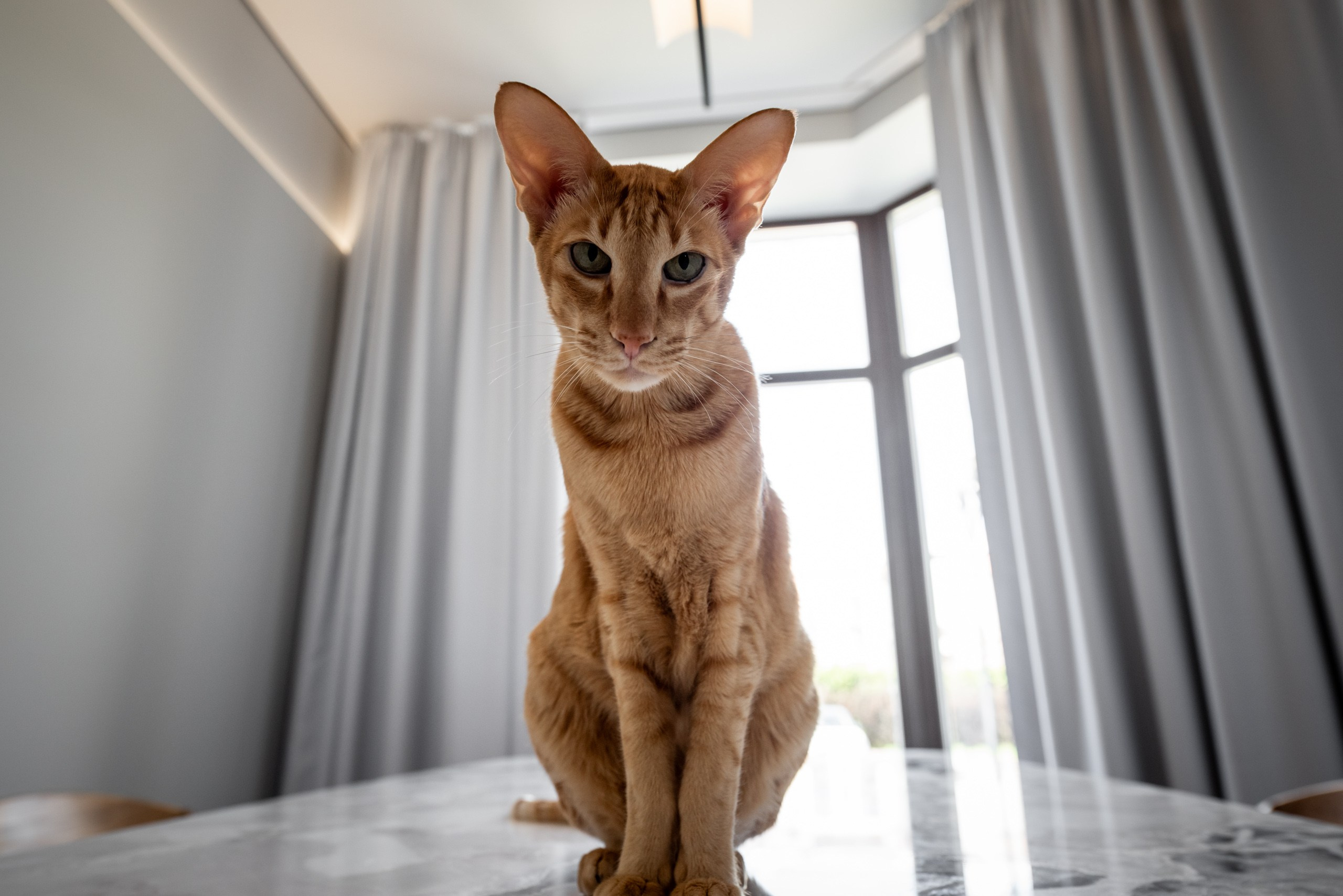 КОШКИН ДОМ | 2025. Архитектурный фотограф и 3D-художник Антон Мельников