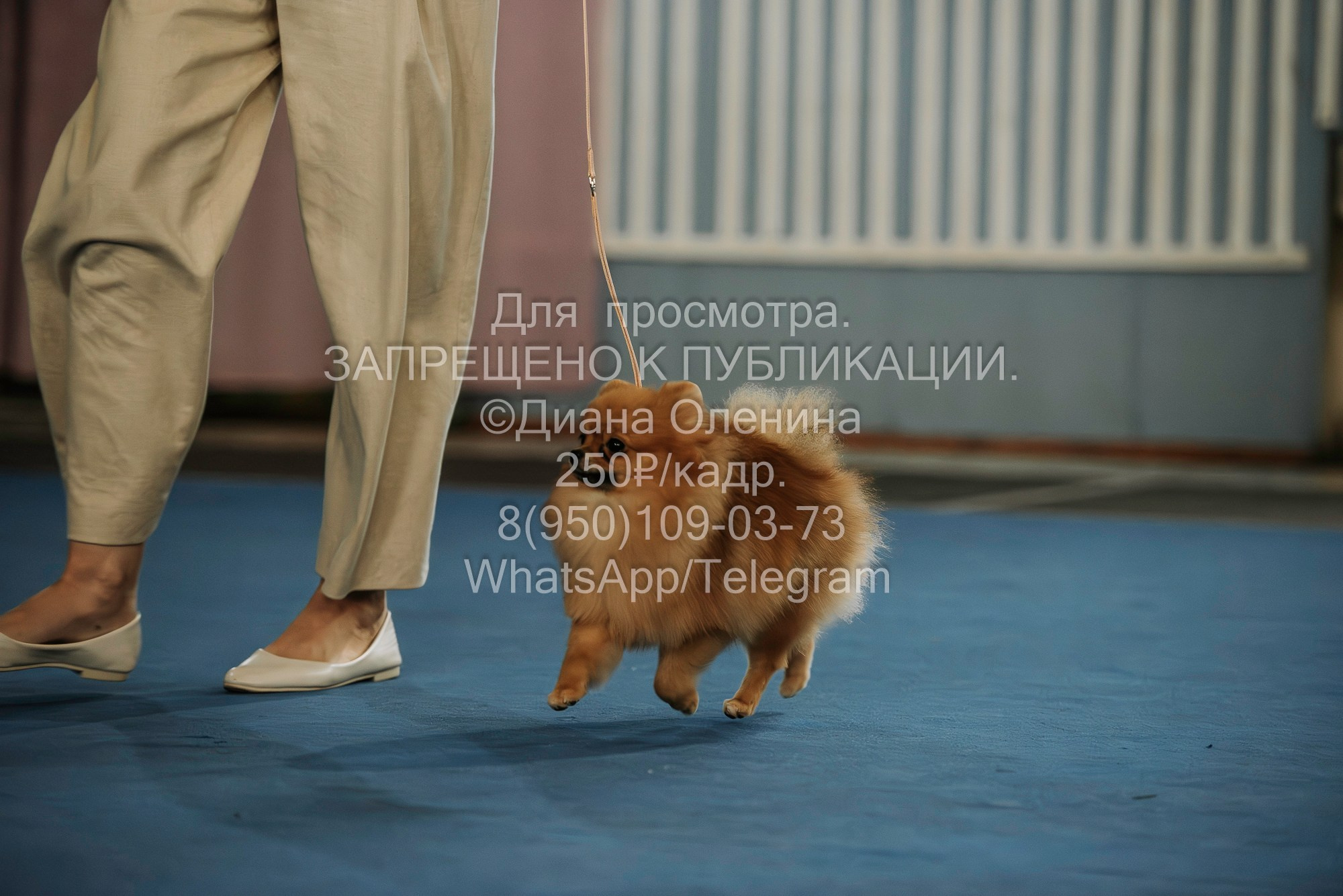 Выставка собак Красноярск 29.10.2023. Фотограф Диана Оленина Красноярск / Братск